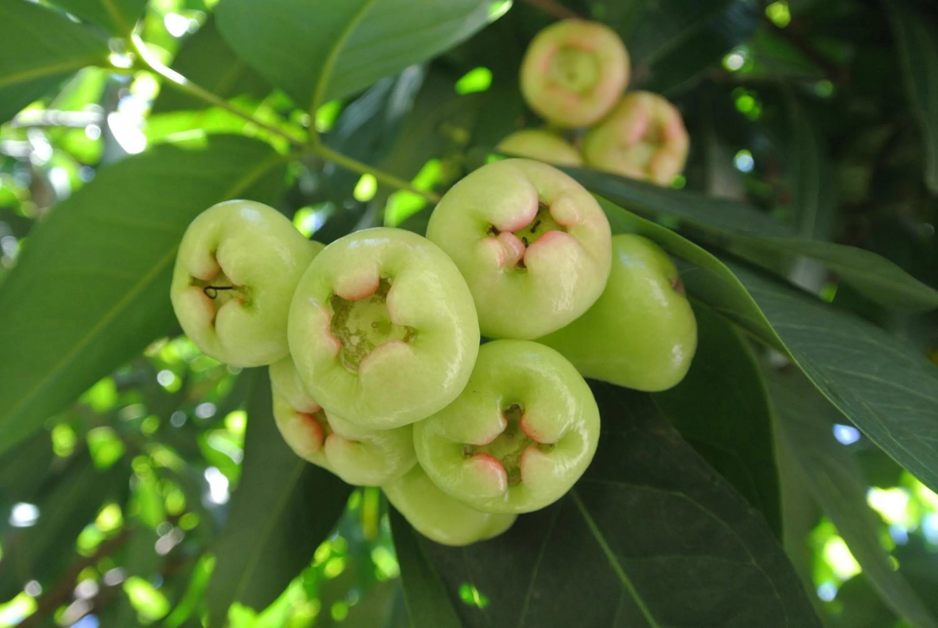 Garden in Tongatok Cliff Resort