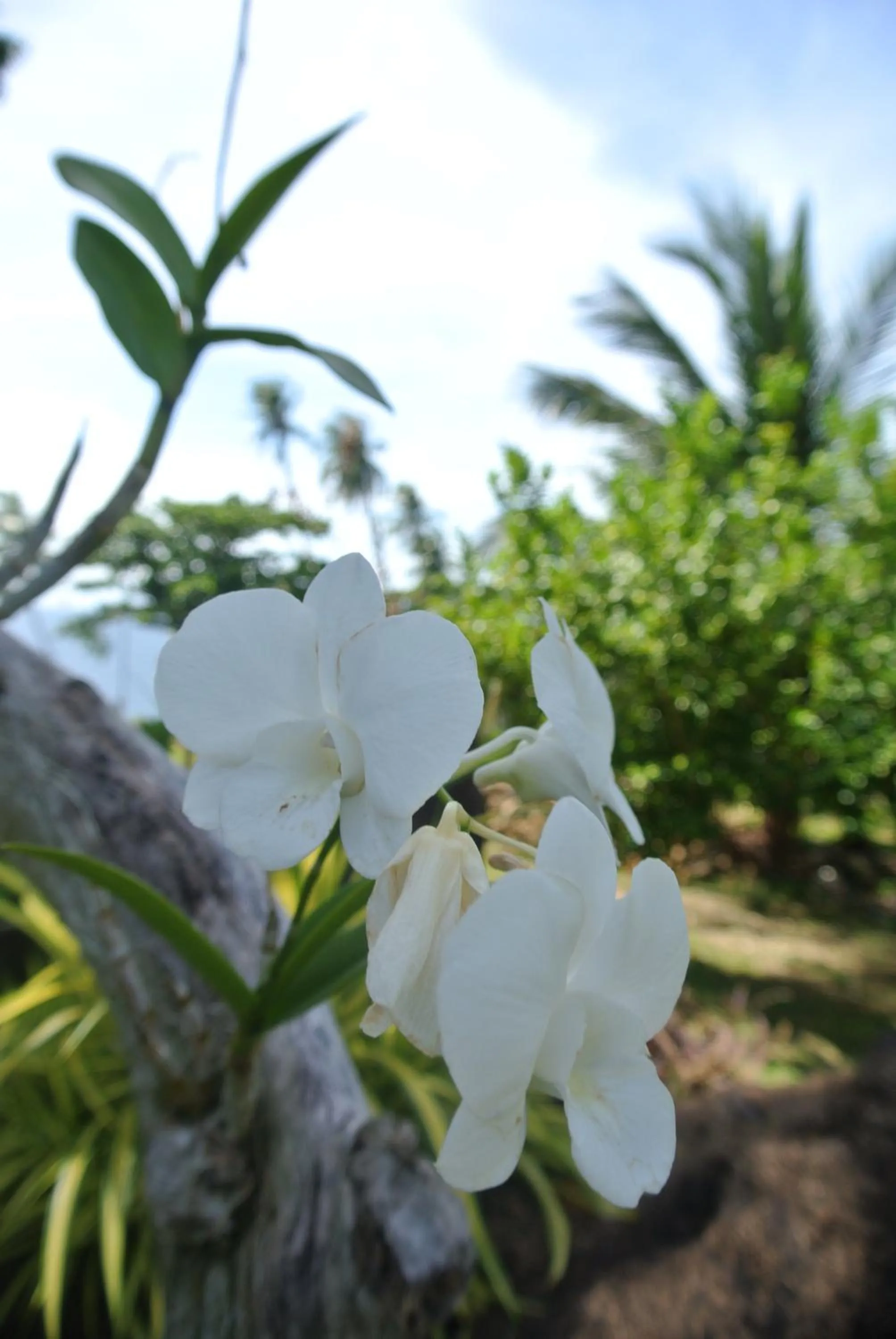 Garden in Tongatok Cliff Resort