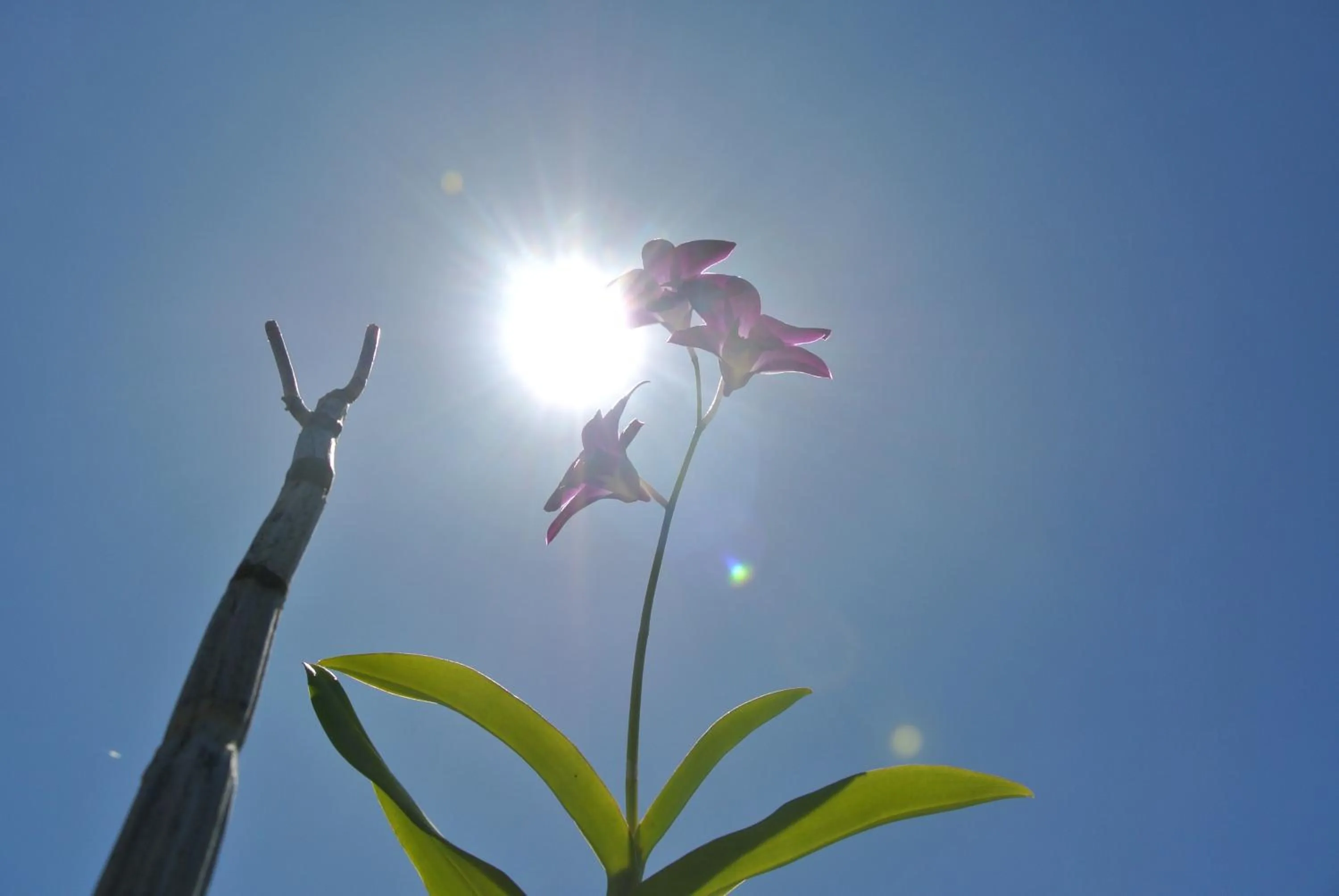 Garden in Tongatok Cliff Resort