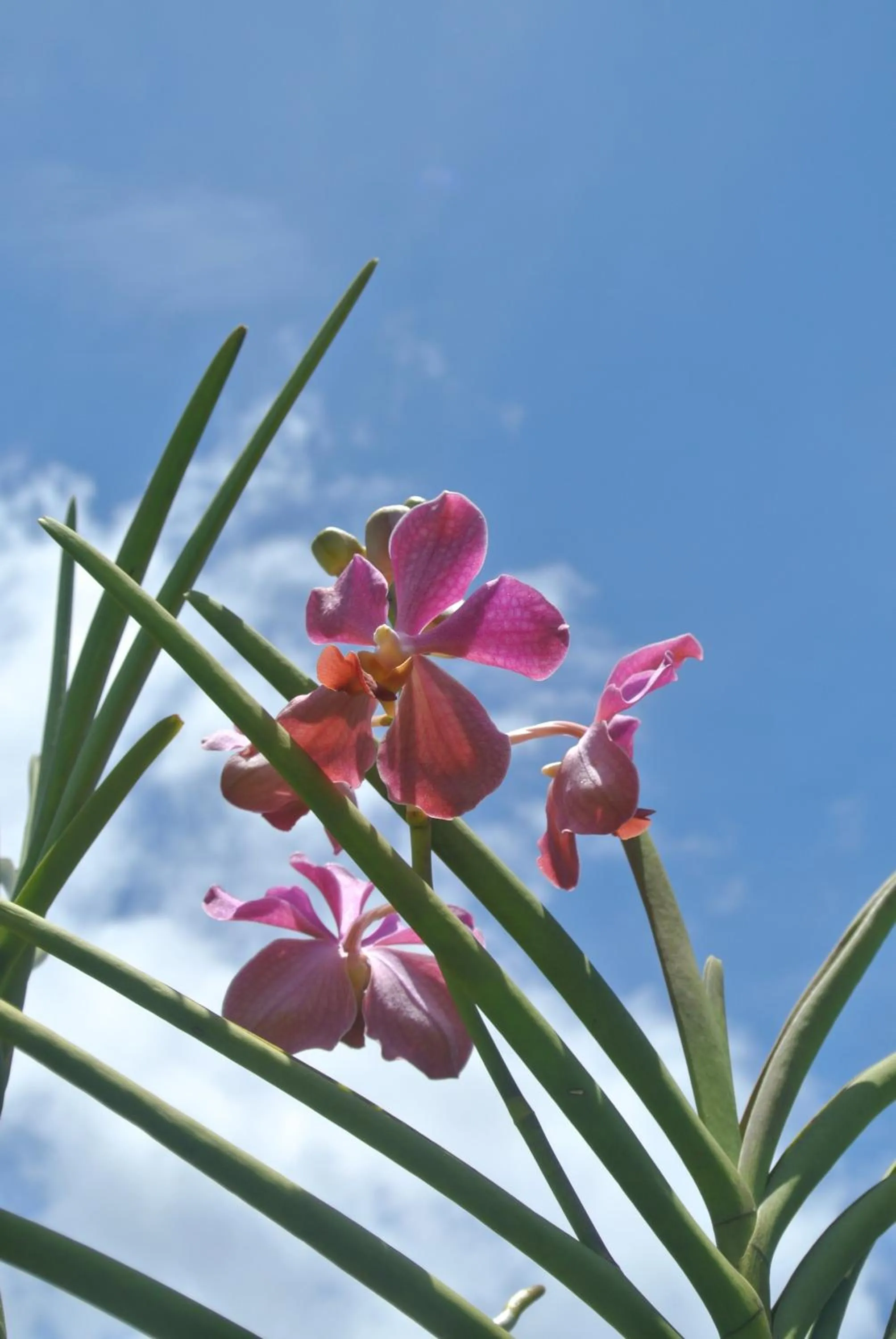 Garden in Tongatok Cliff Resort