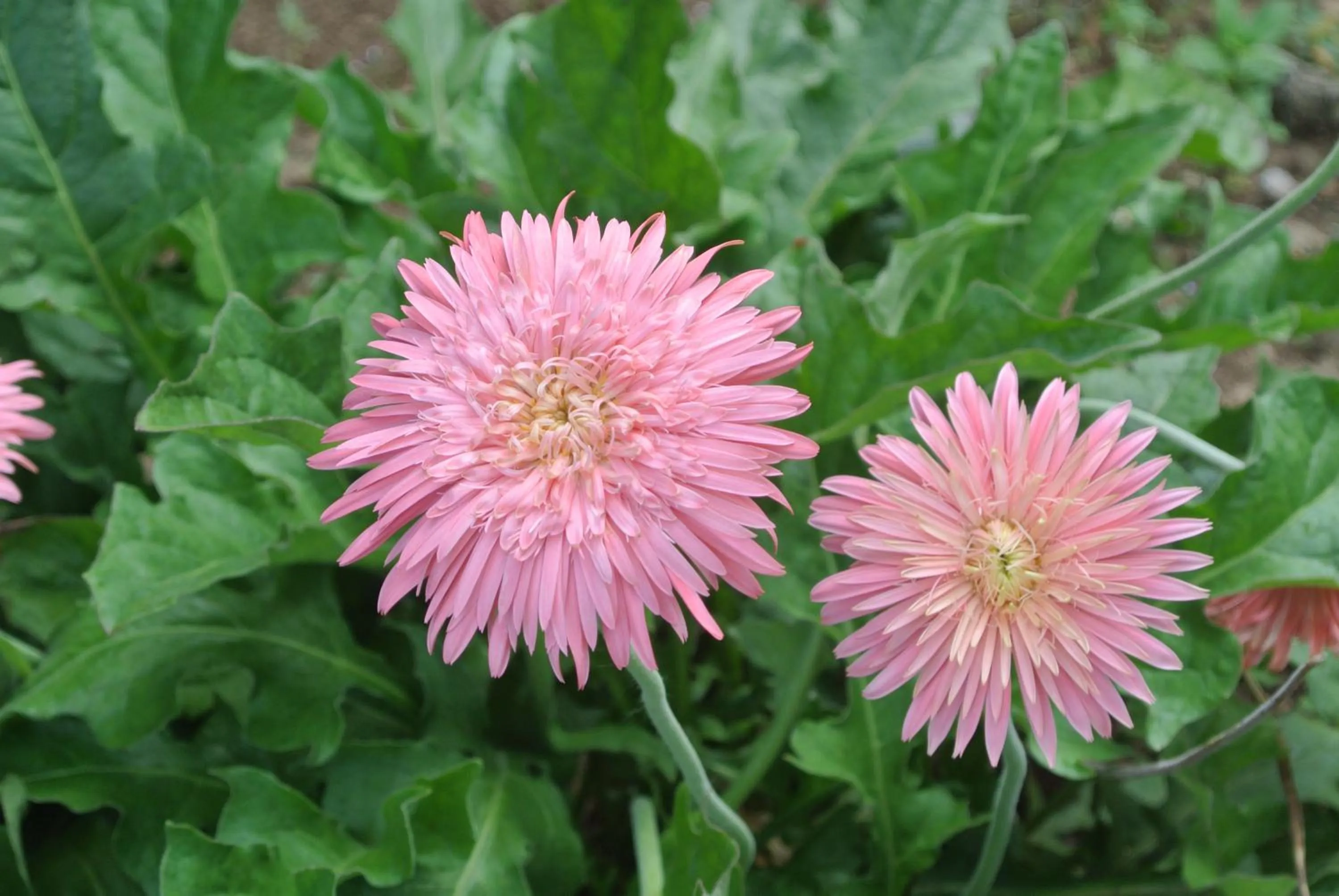 Garden in Tongatok Cliff Resort