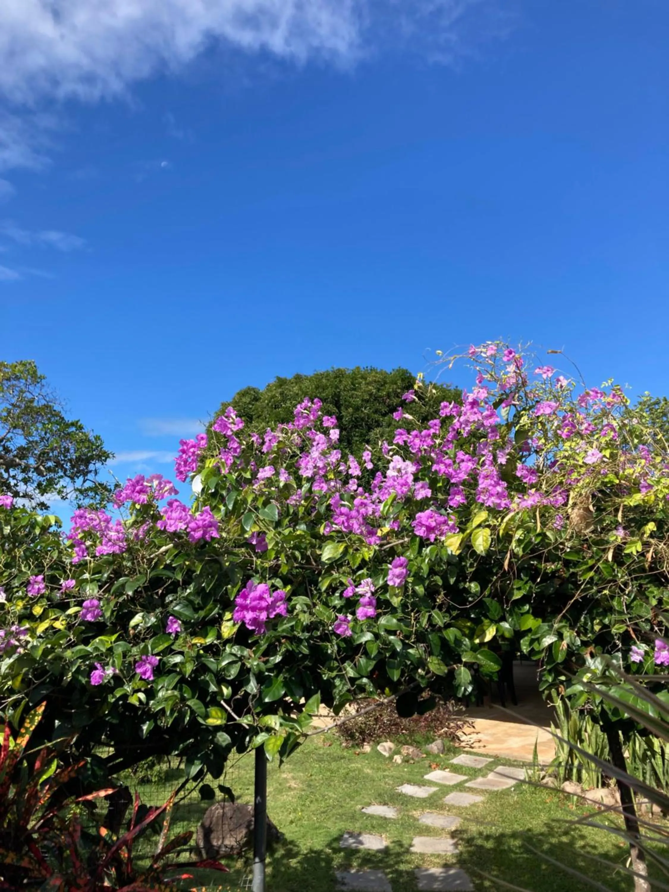 Garden in La Maracuya Panama