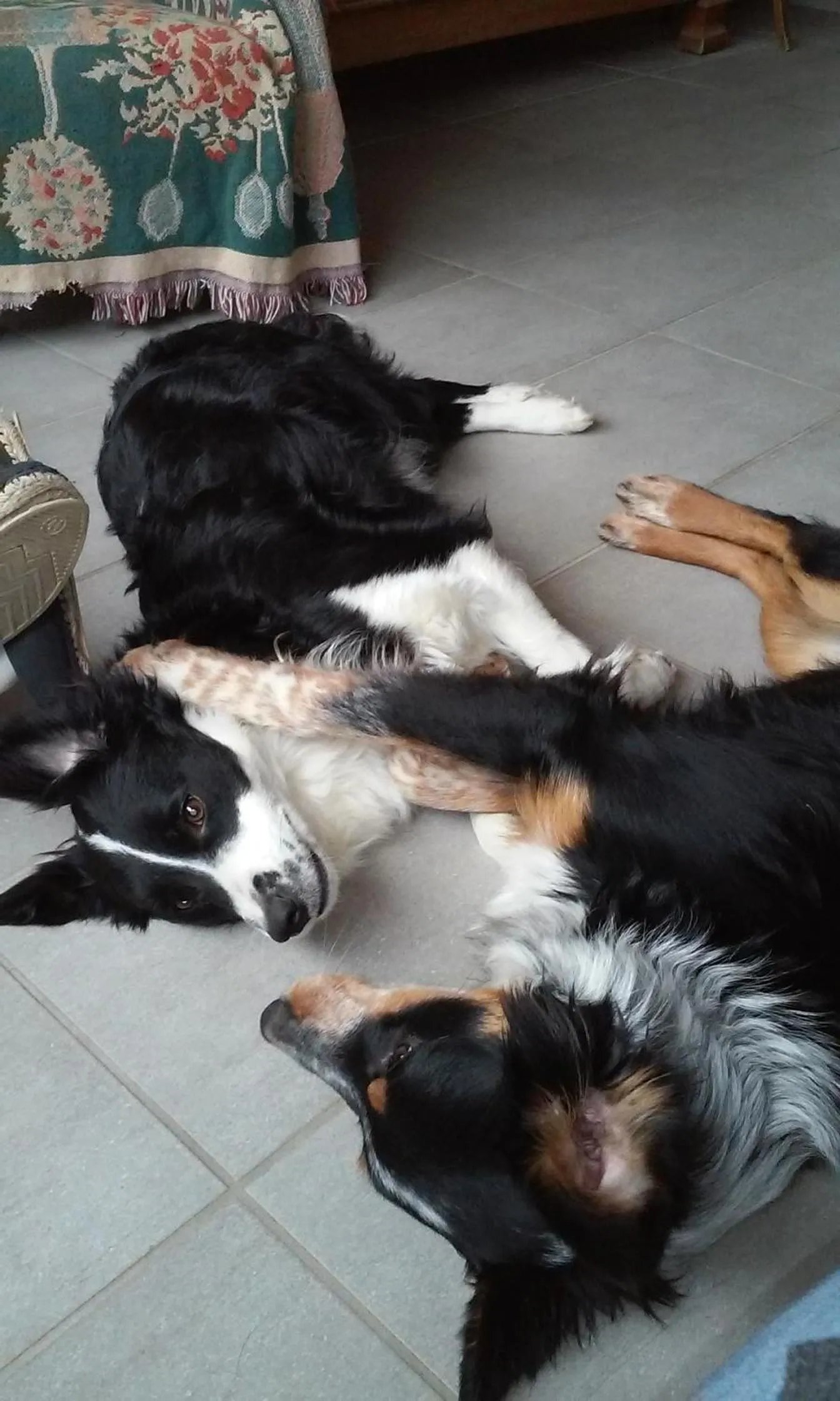 Pets in Le Jardin de la Reyssouze