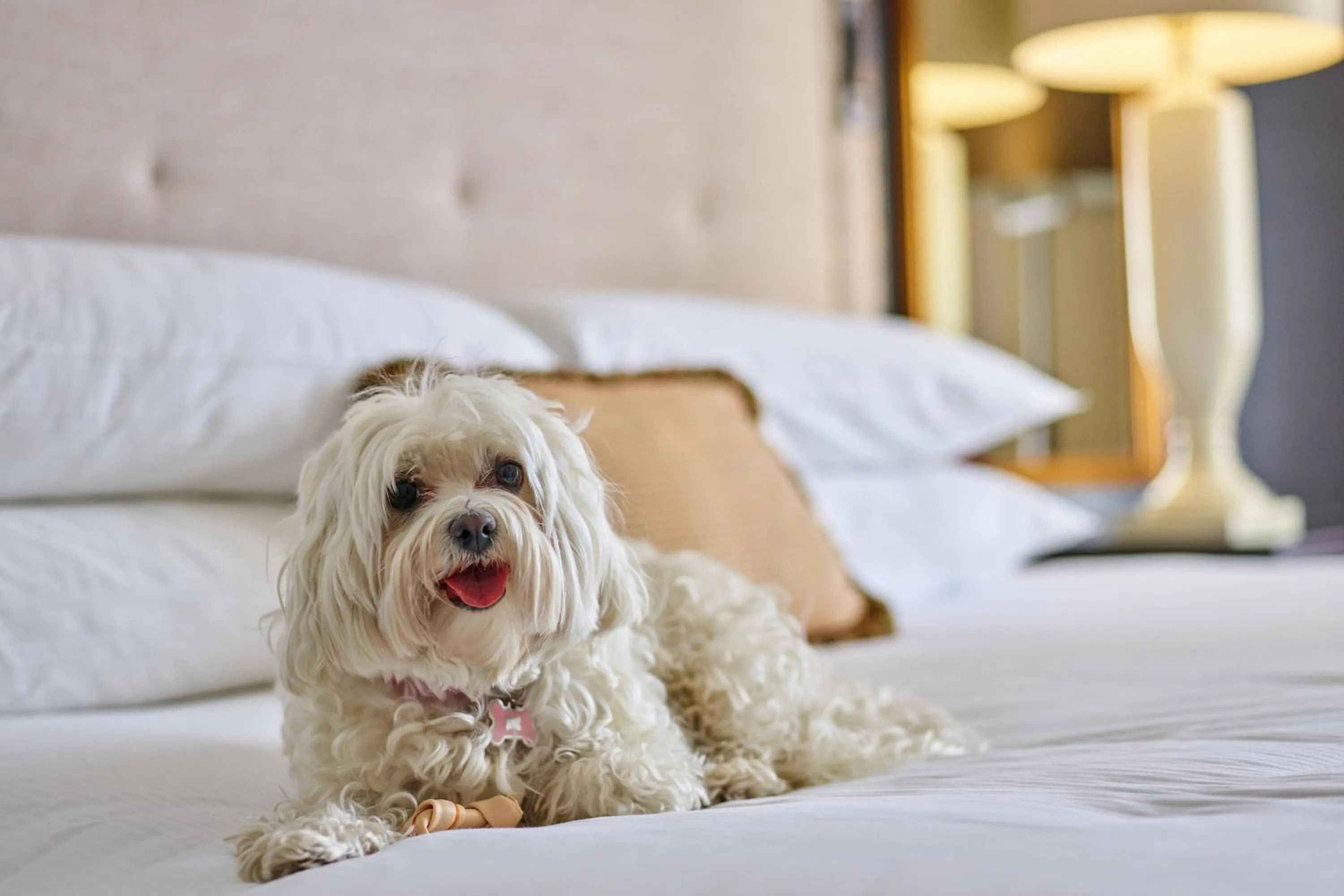 Other, Bed in The Brown Palace Hotel and Spa, Autograph Collection