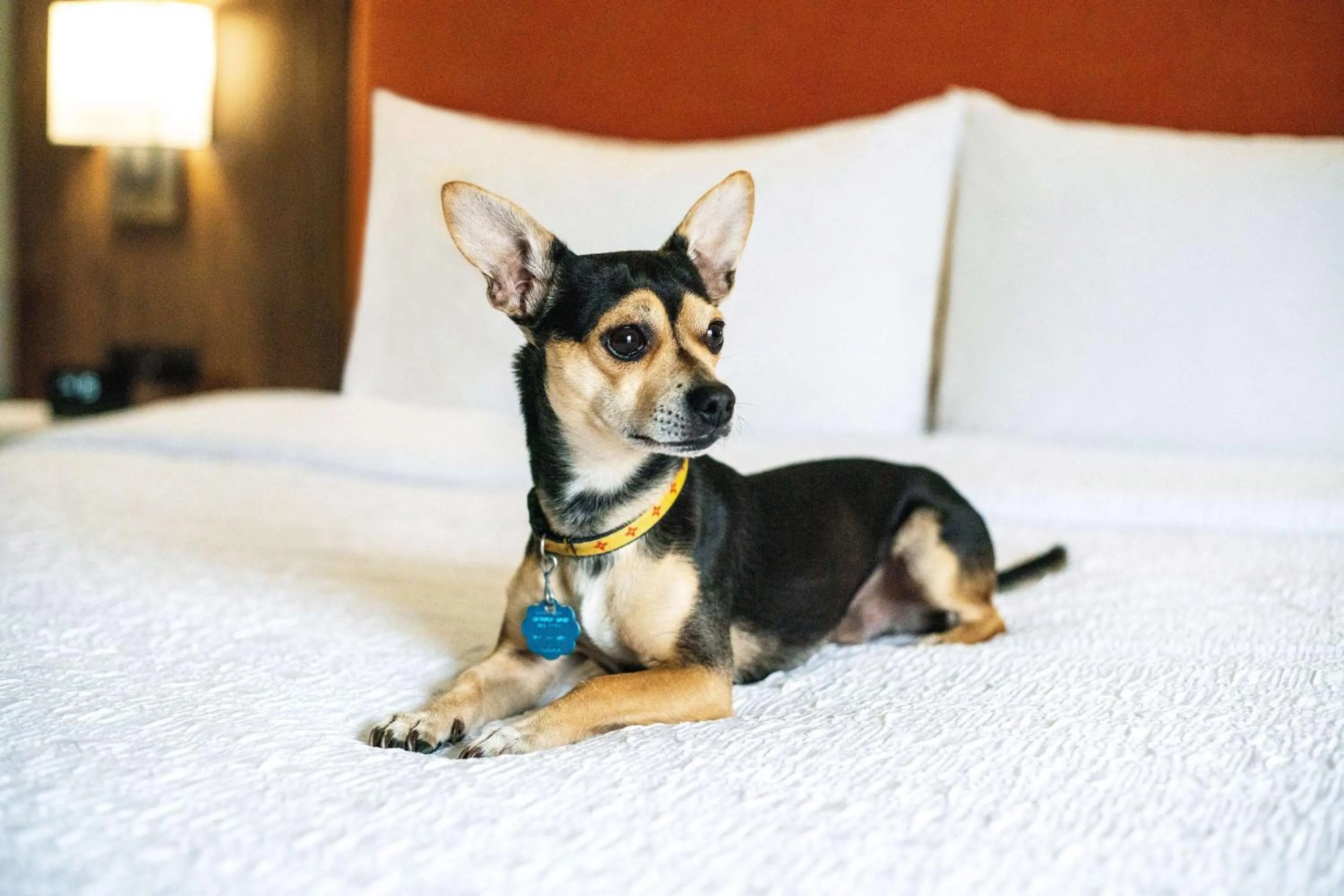 Photo of the whole room in Hampton Inn Lexington South