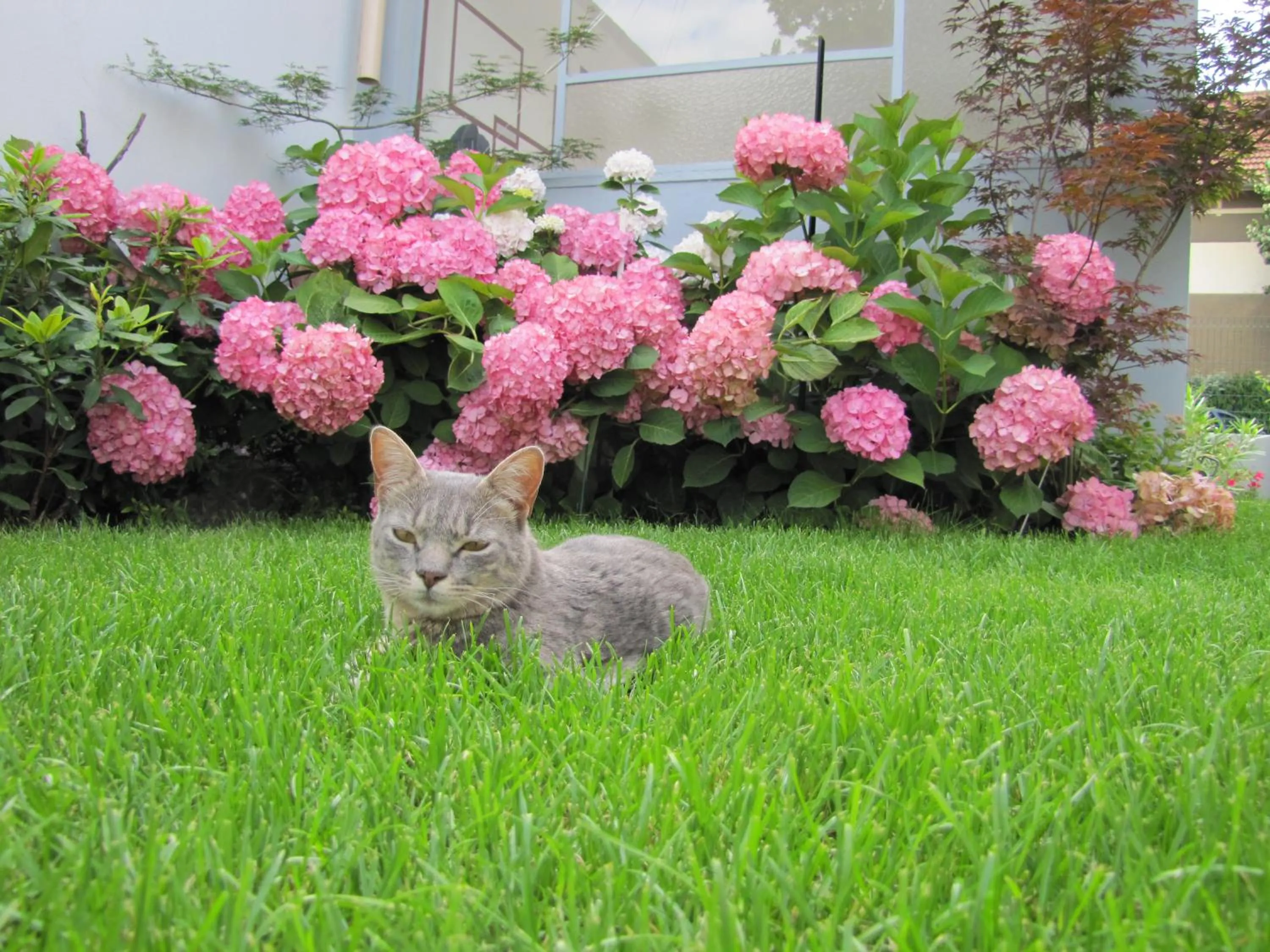 Garden in Chambres d'Hôtes Les Muriers