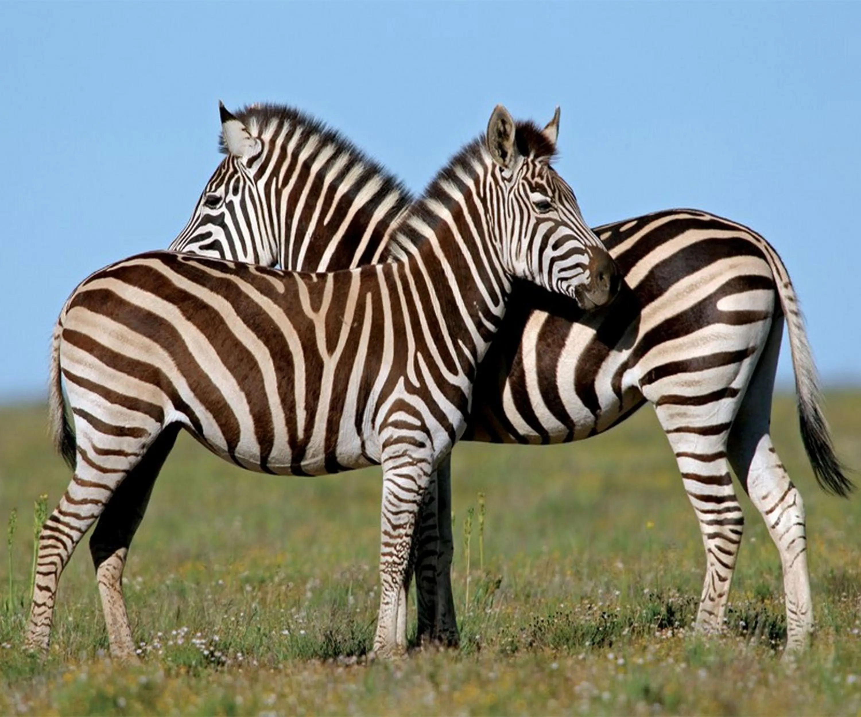 Natural landscape in Leeuwenbosch Country House - Amakhala Game Reserve