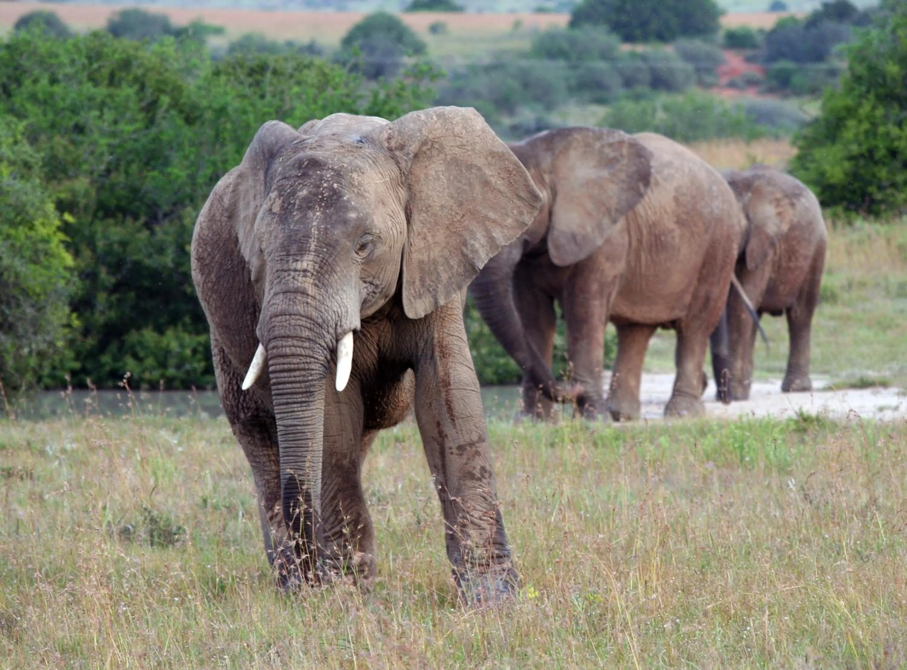 Activities in Leeuwenbosch Country House - Amakhala Game Reserve