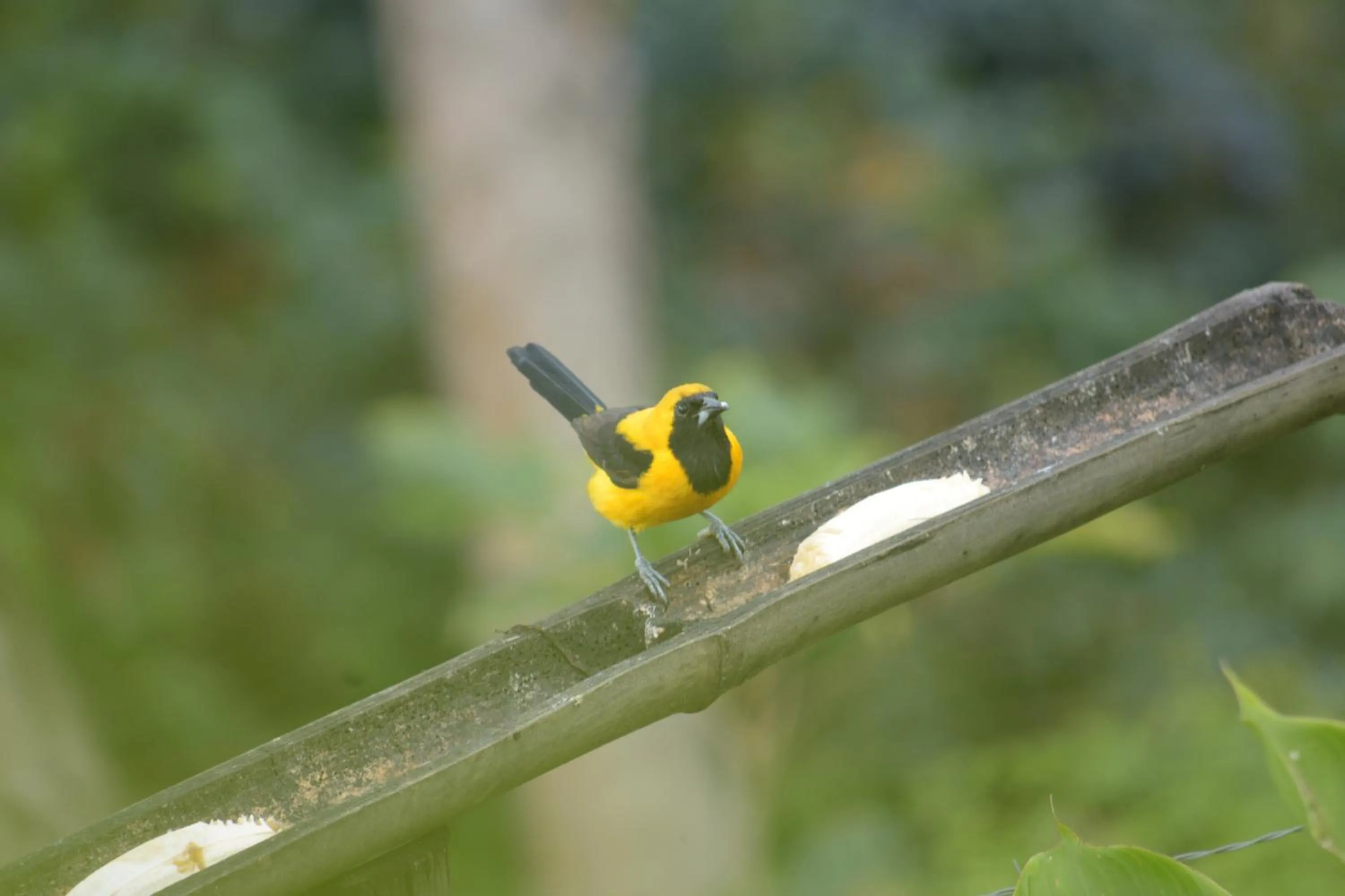 Animals in Loma Nevada Minca Hotel