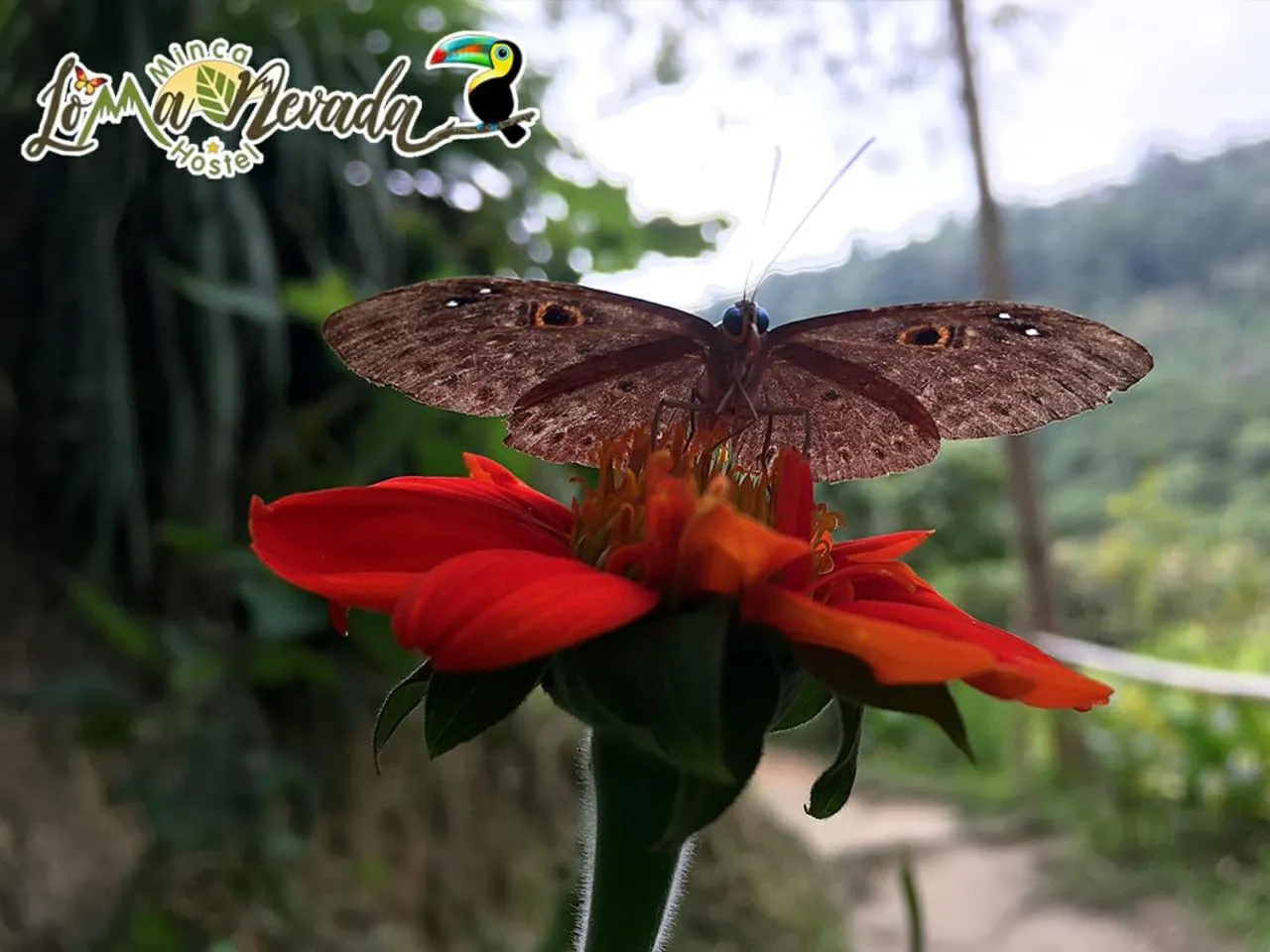 Spring in Loma Nevada Minca Hotel