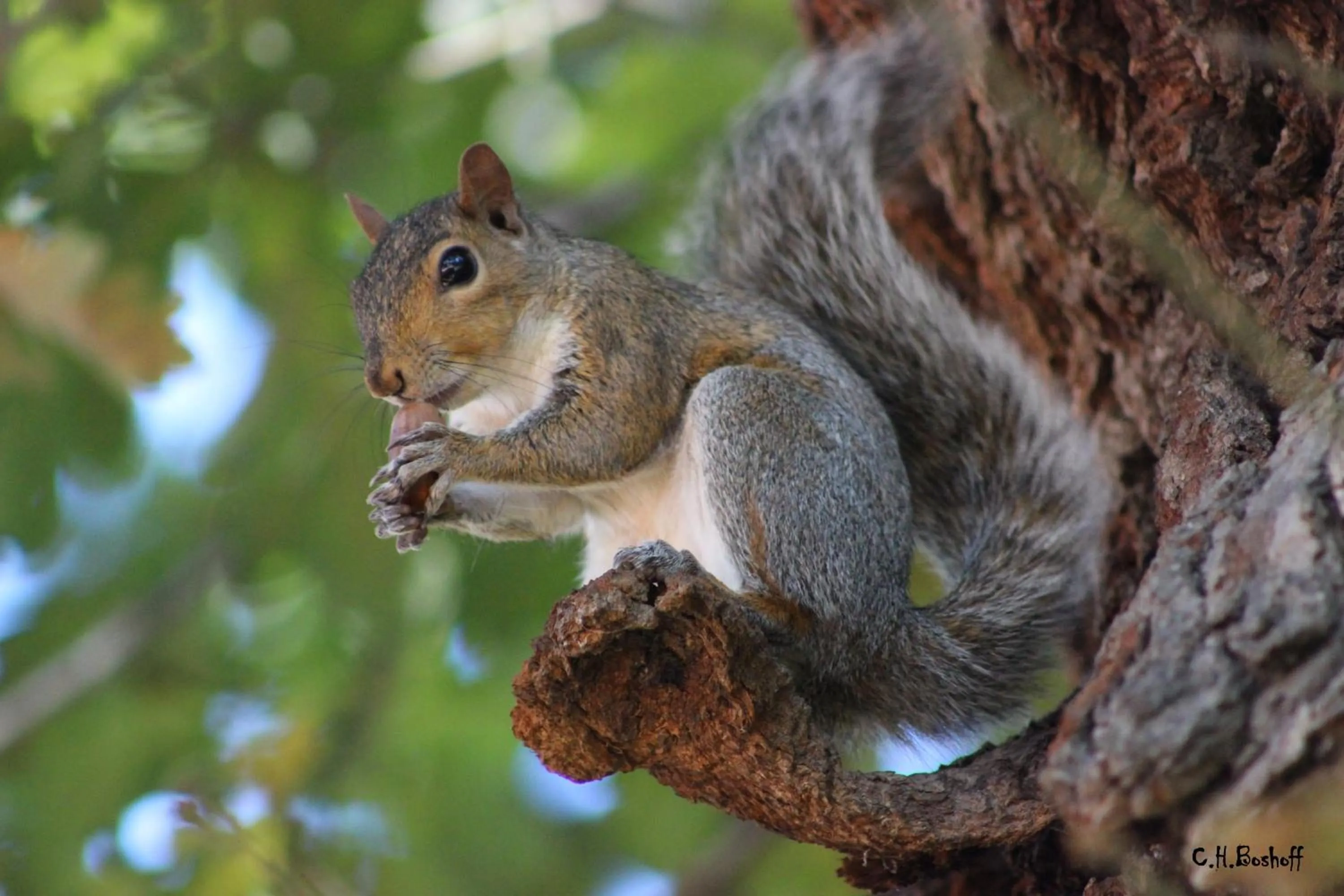 Animals in Vredenburg Manor House