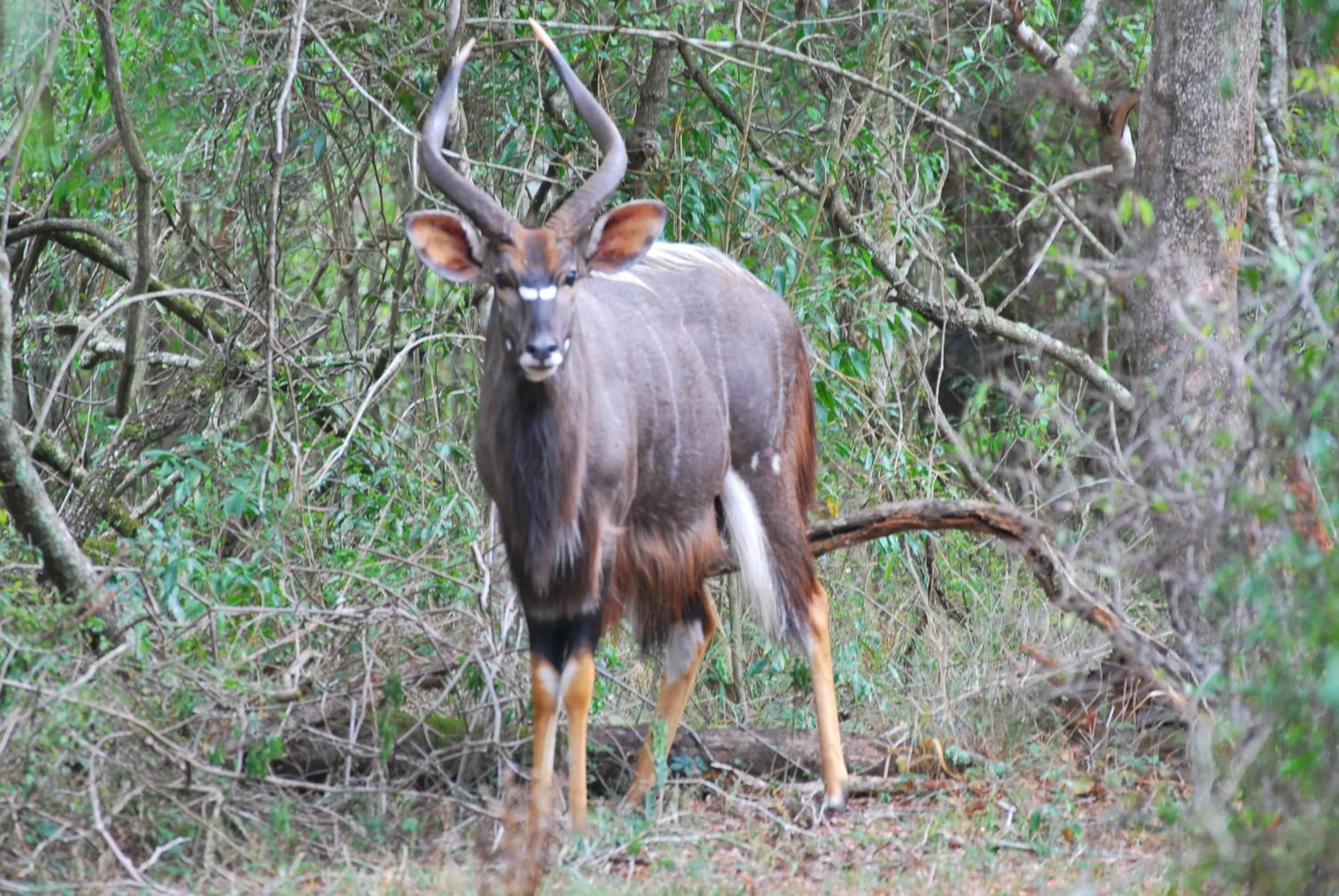 Animals in Gooderson Bushlands Game Lodge
