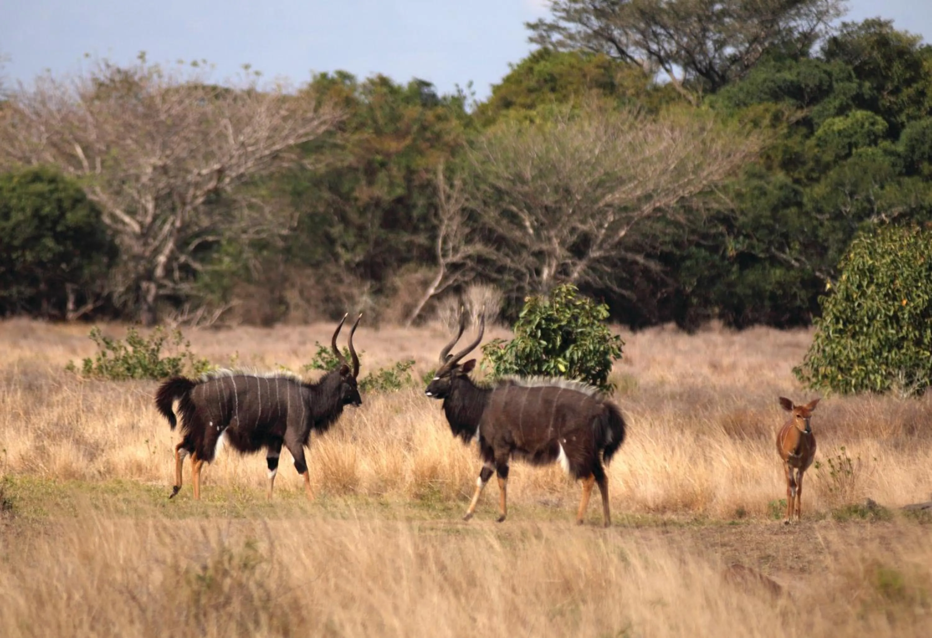 Day in Gooderson Bushlands Game Lodge