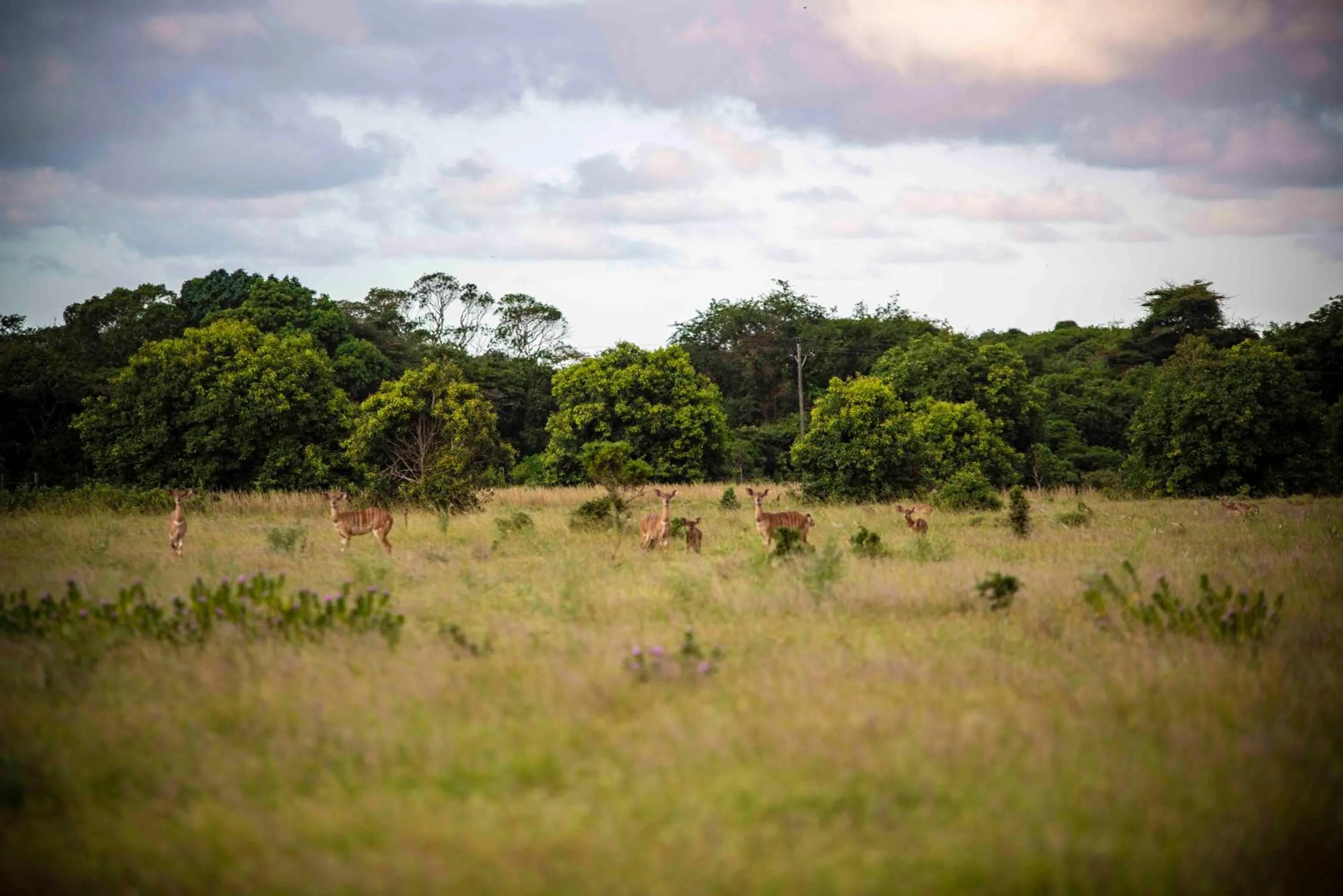 Natural landscape in Gooderson Bushlands Game Lodge