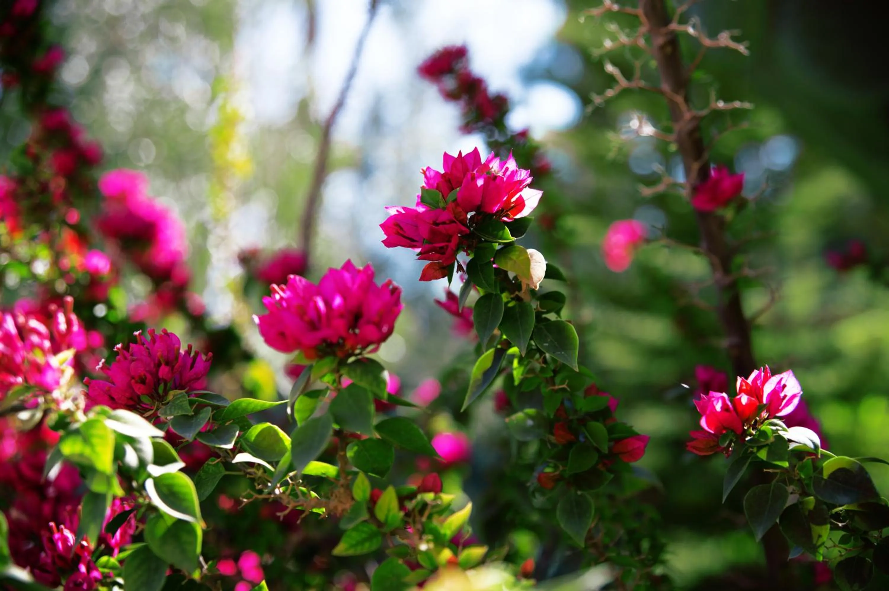 Garden in Maison Nomades