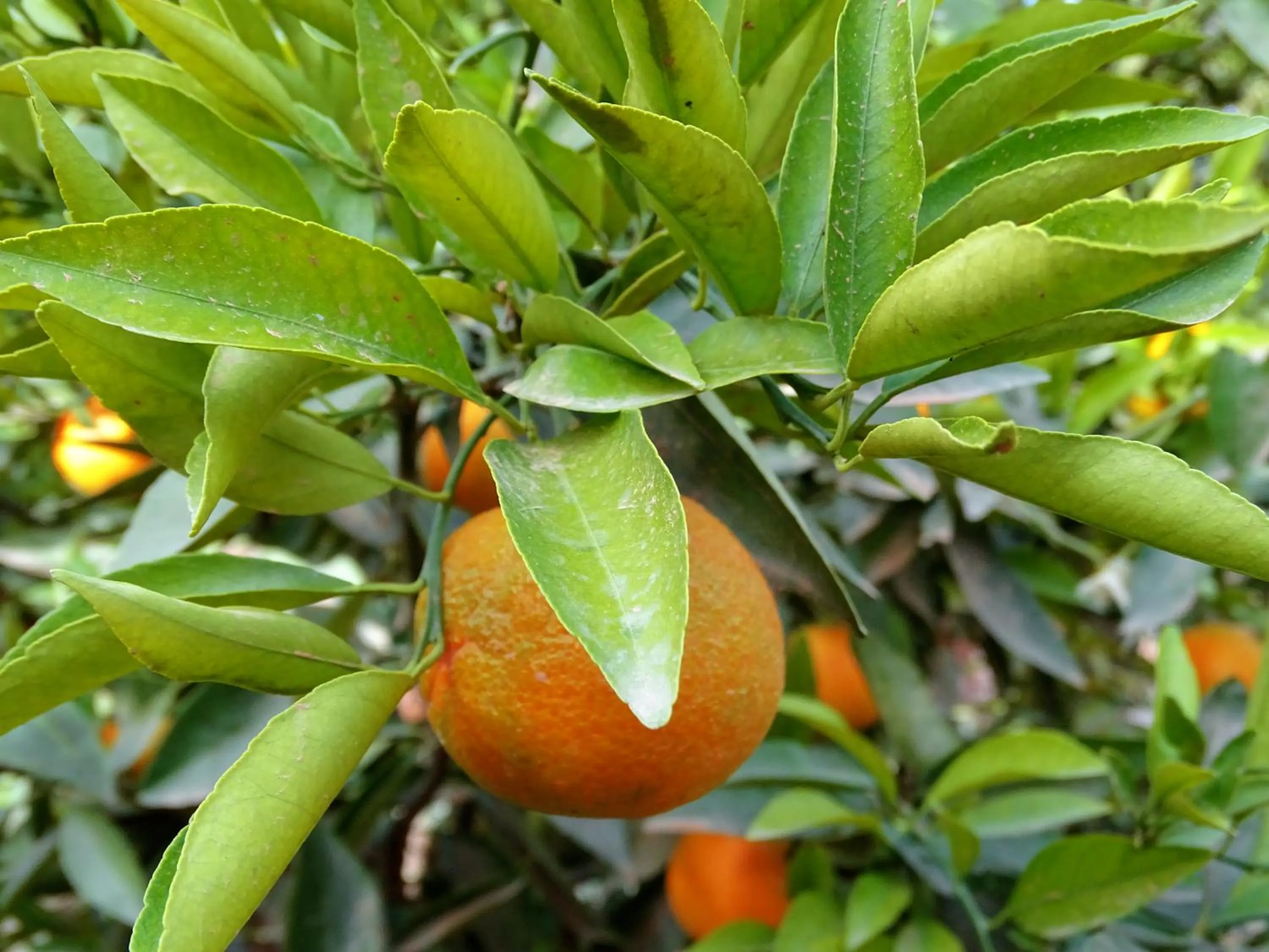 Restaurant/places to eat in Maison Nomades