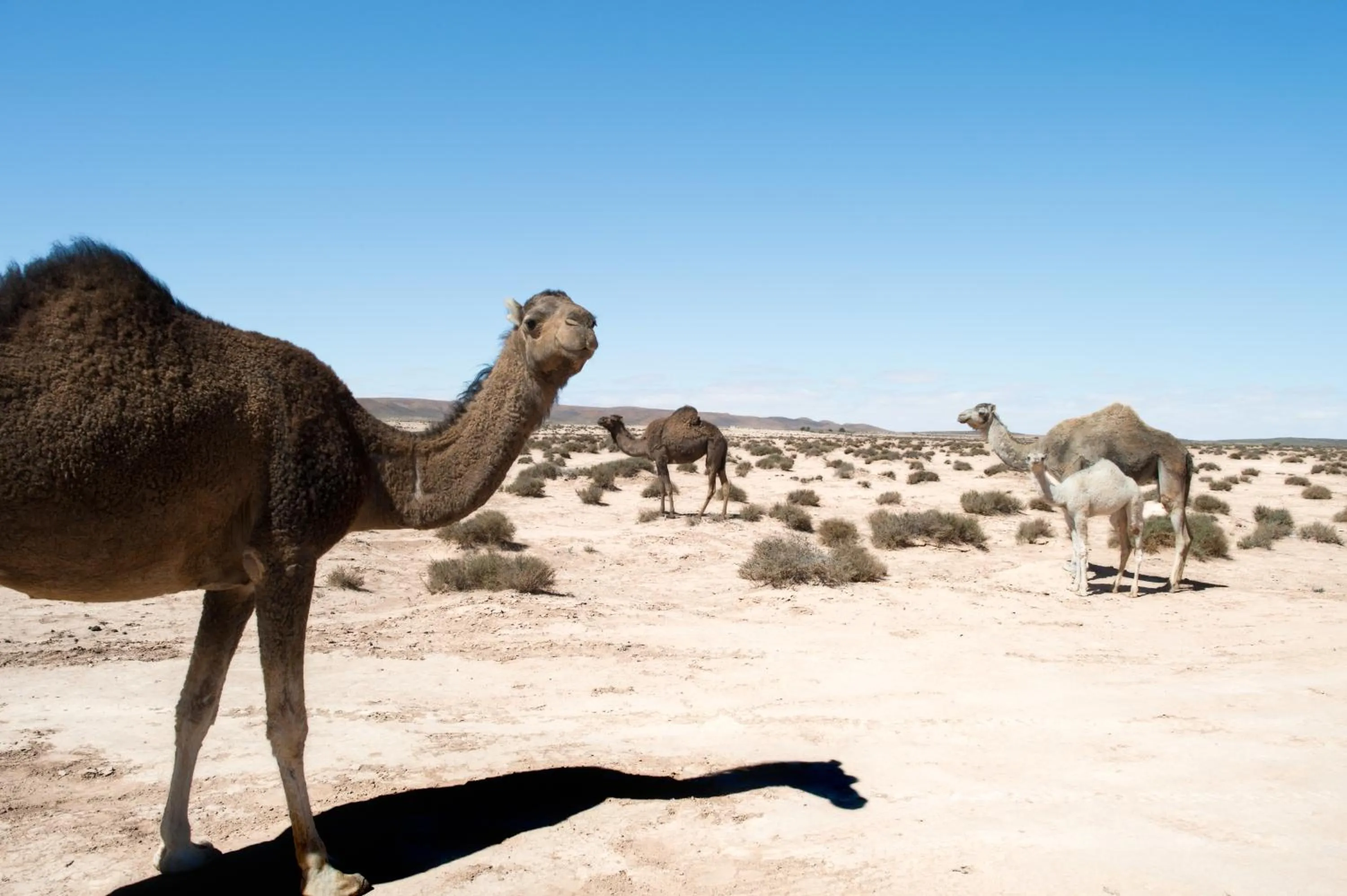 Pets in Maison Nomades