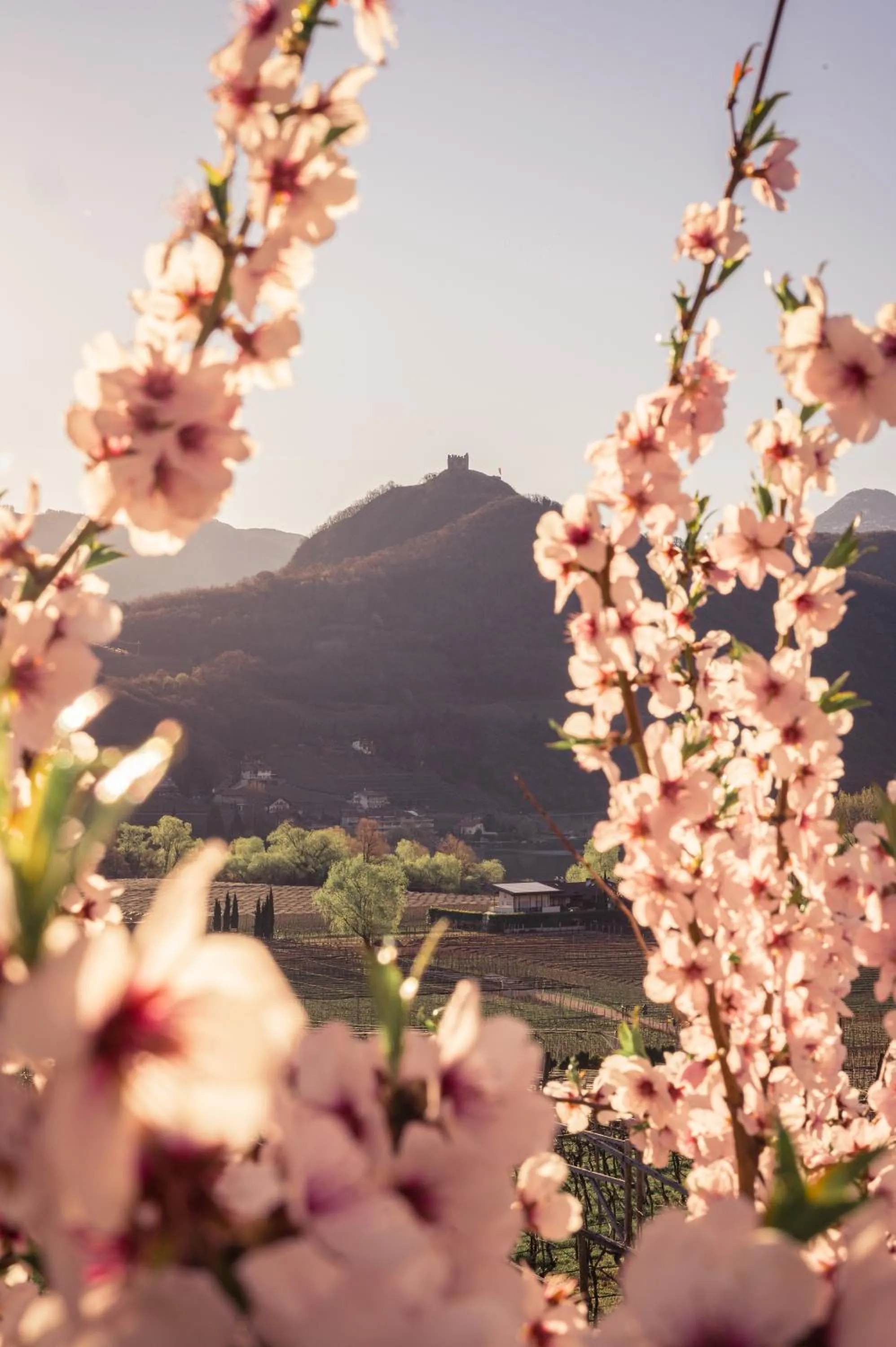 Spring in Chalet Agave