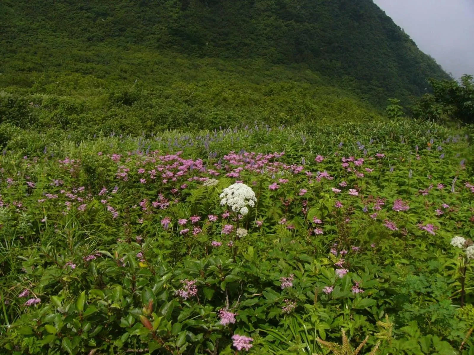 Area and facilities in Shukubo Kansho-in Temple Sanrakuso