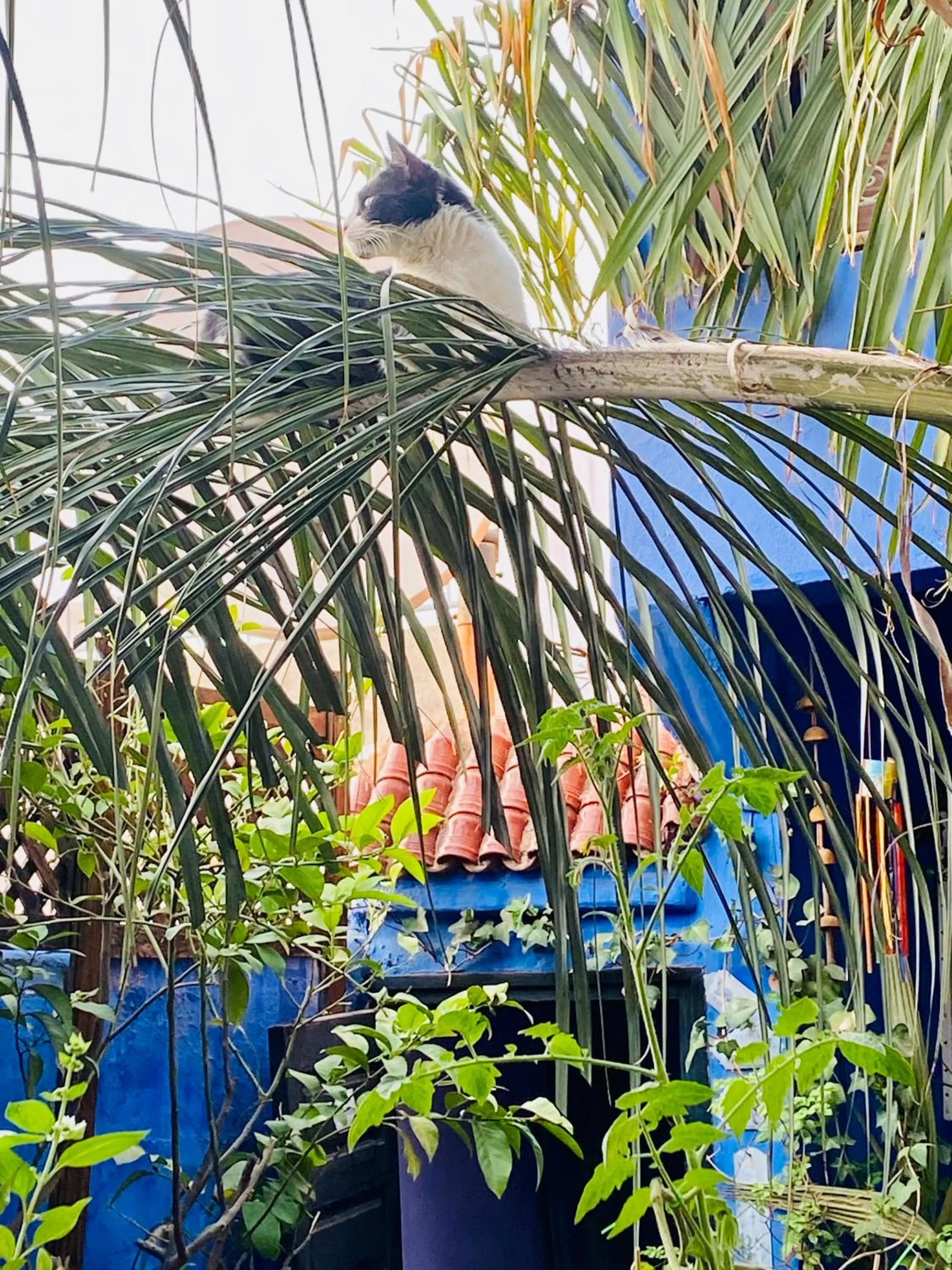 Patio in Riad Alamine
