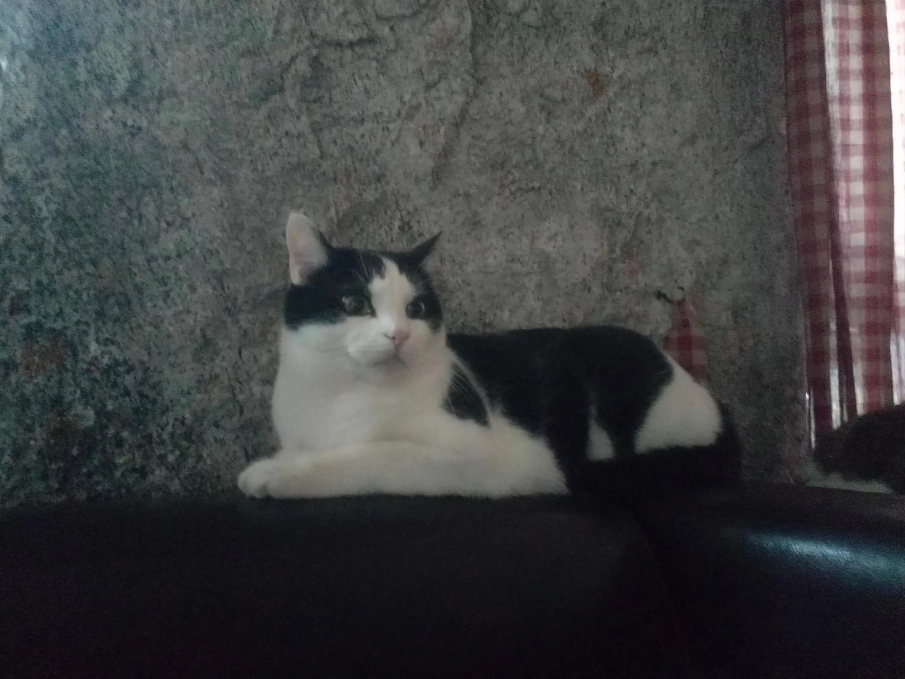 Pets in Bergchalet Hotel Reinerhof