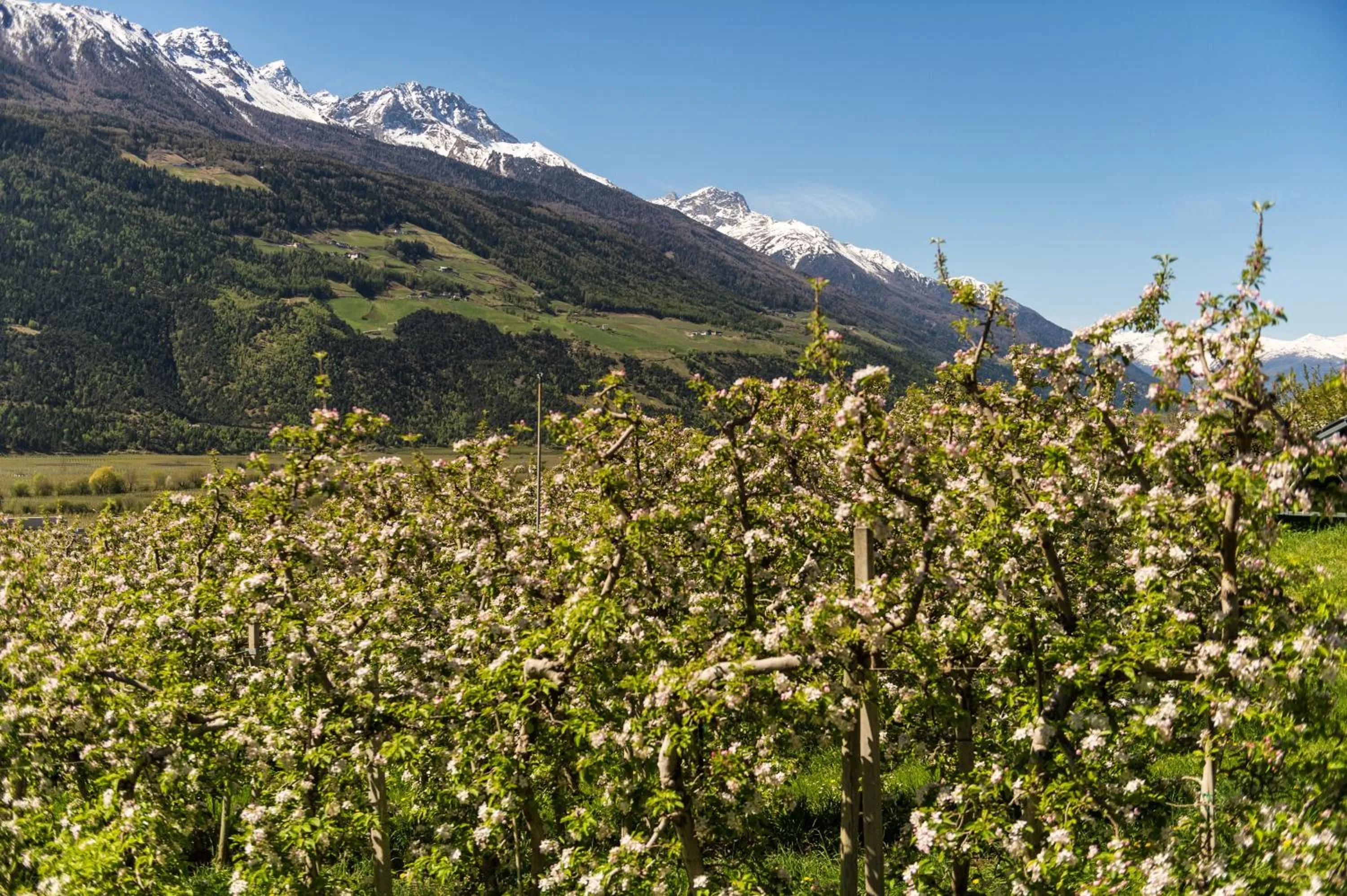 Mountain view in Landhaus Fux