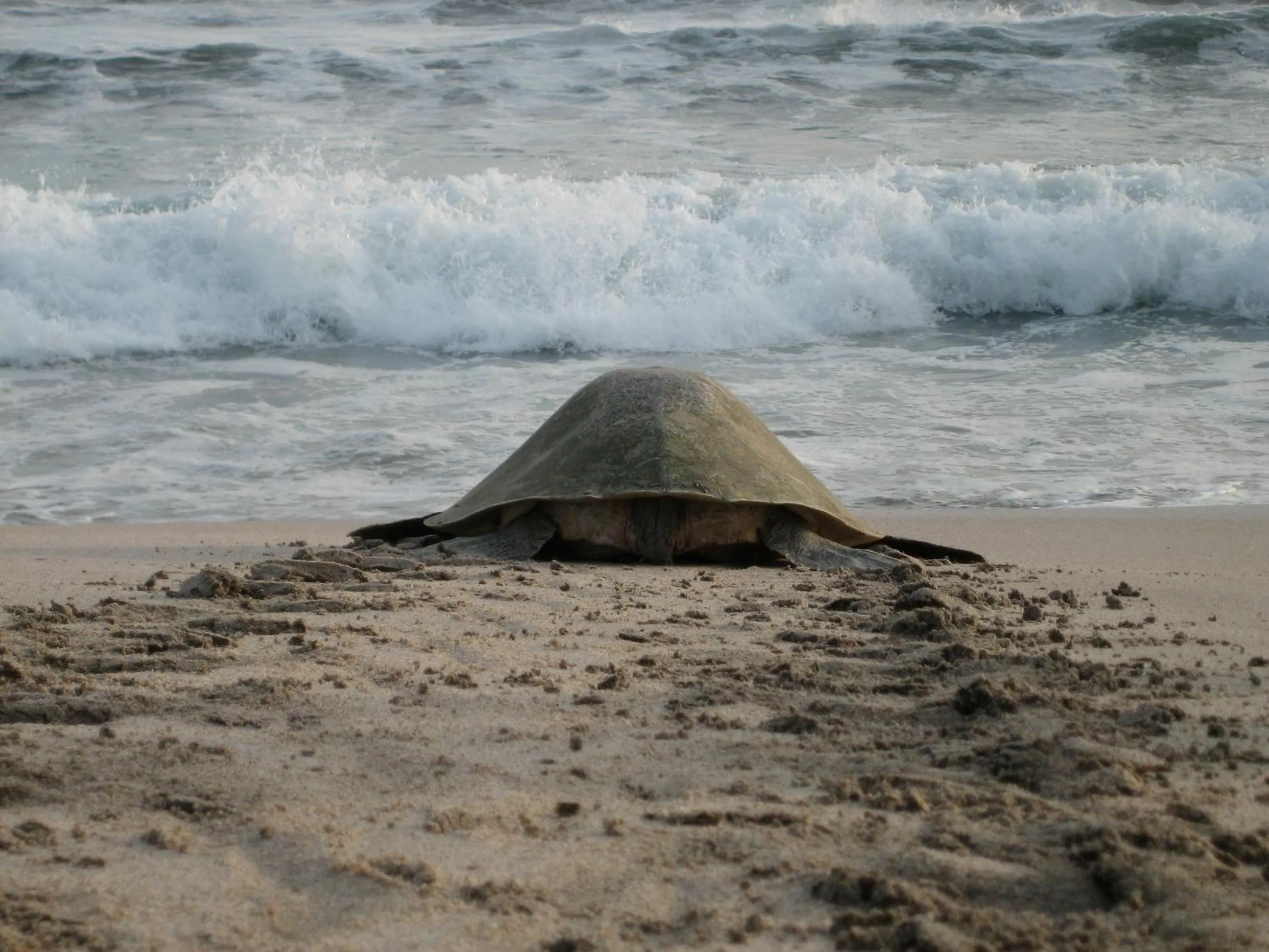Beach in Hotel Punta Teonoste Boutique Beachfront Resort