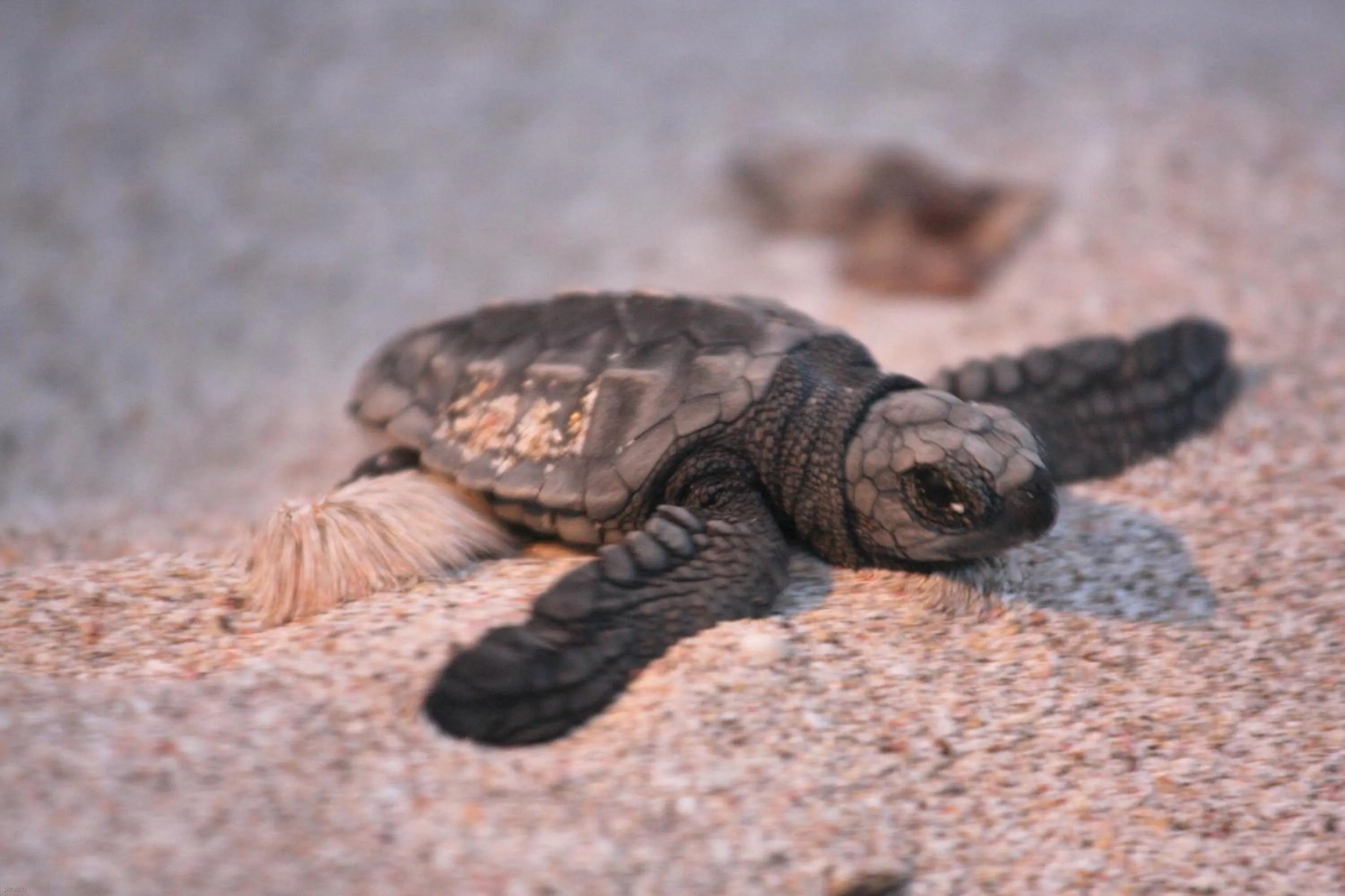 Beach in Hotel Punta Teonoste Boutique Beachfront Resort