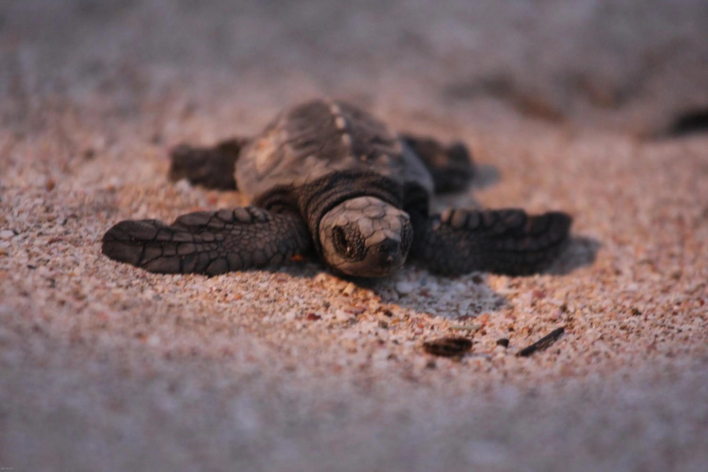 Beach in Hotel Punta Teonoste Boutique Beachfront Resort