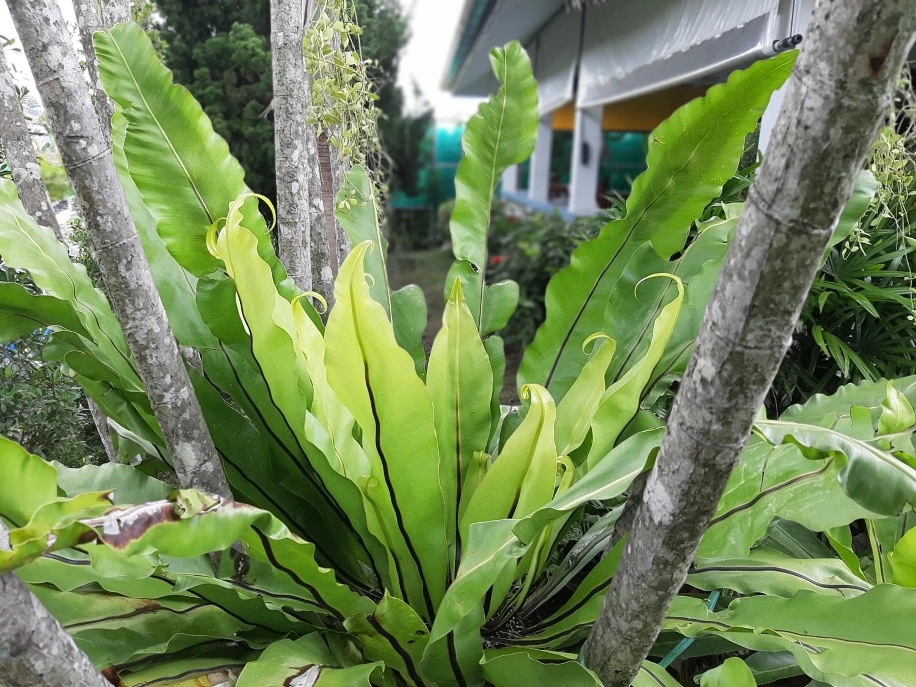 Garden in D&K Smiley Phuket Resort