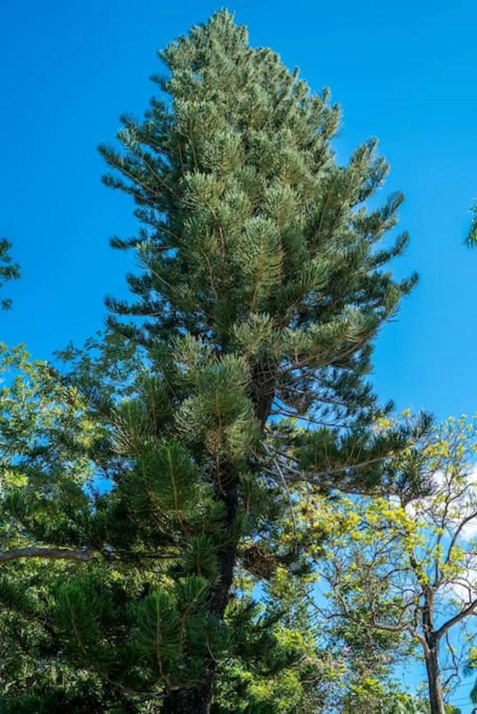 Garden in Magnificent 5-Bedroom Estate Villa, Sleeps 12