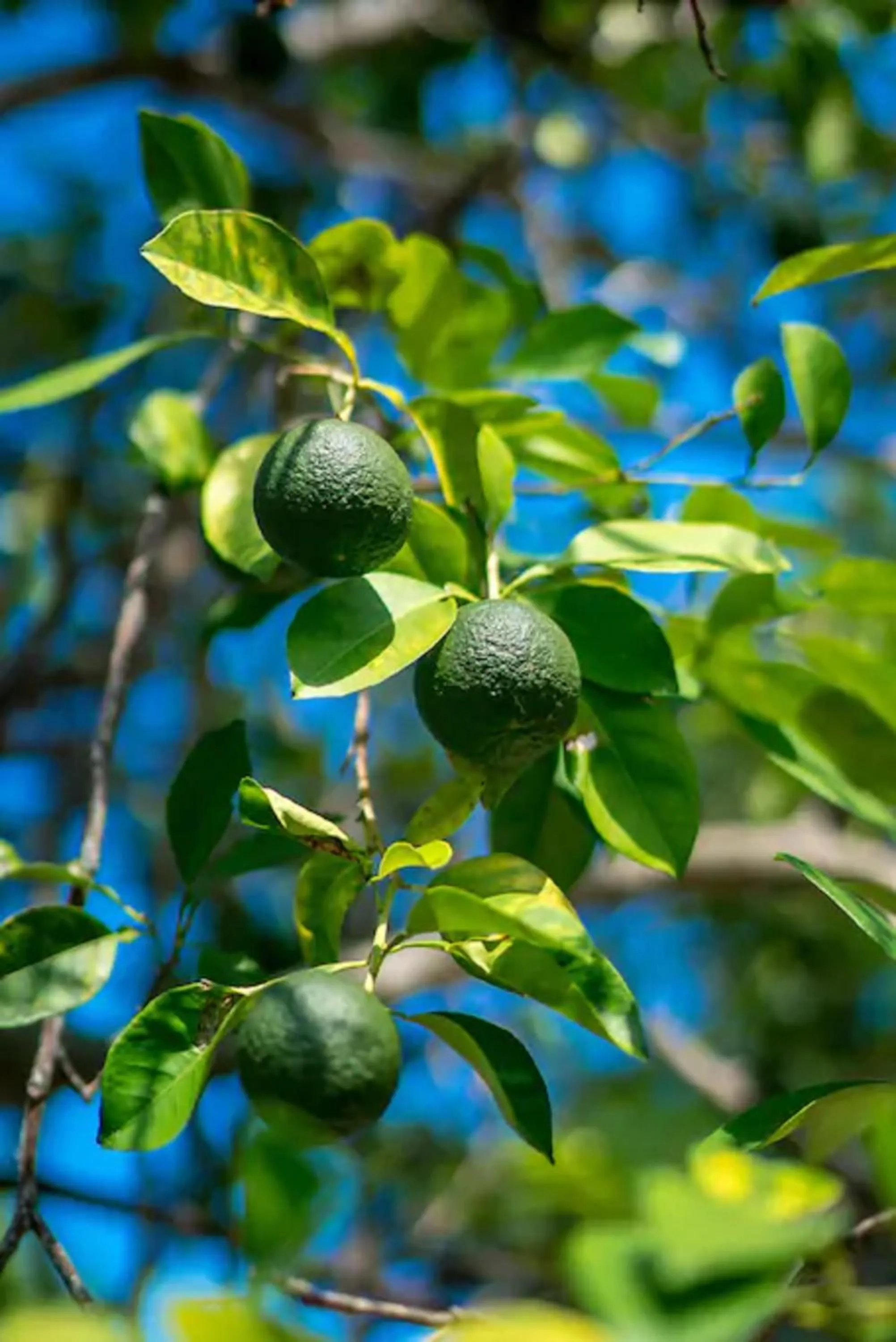 Garden in Magnificent 5-Bedroom Estate Villa, Sleeps 12