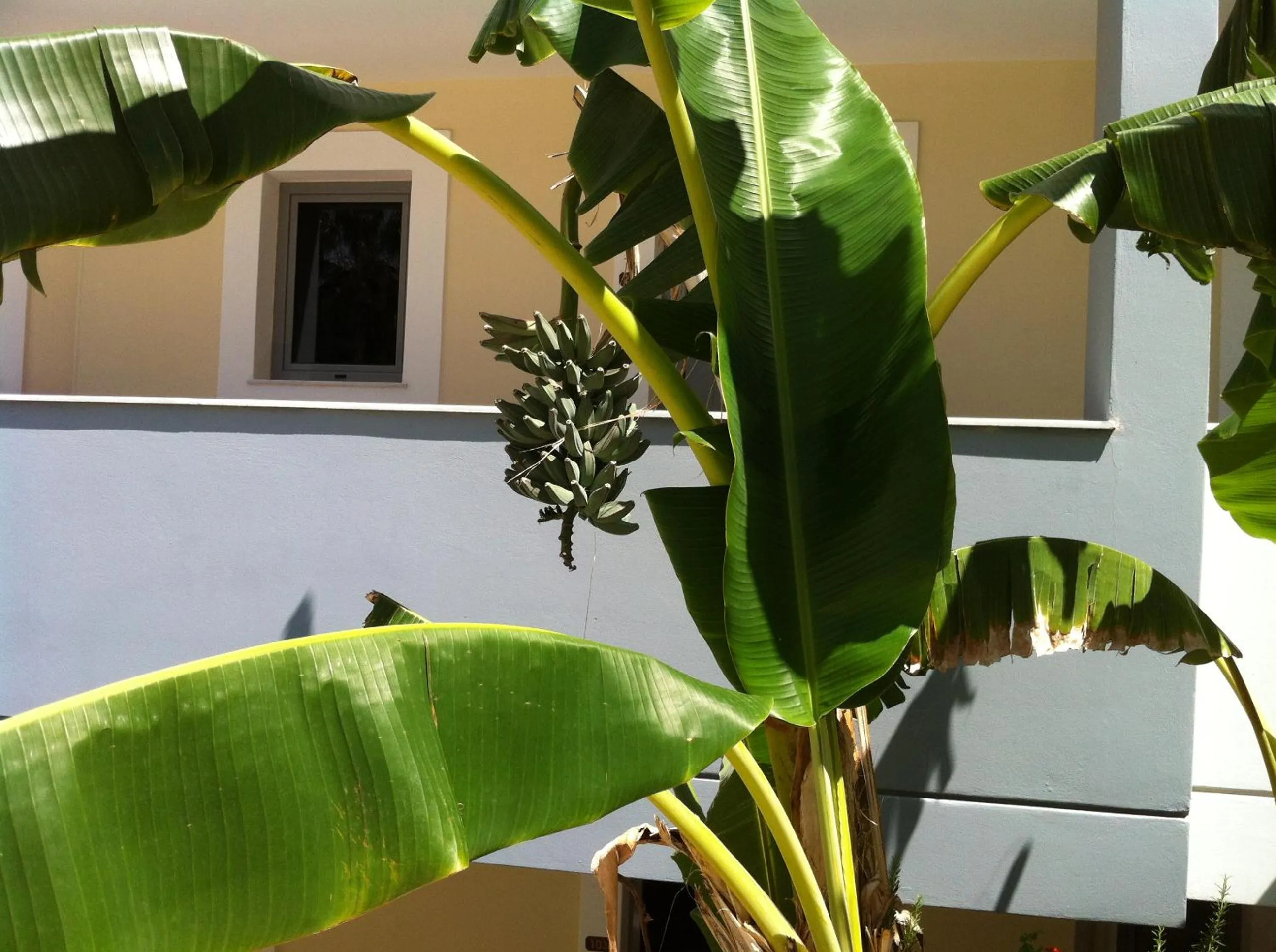 Olgas Paradise Apartments