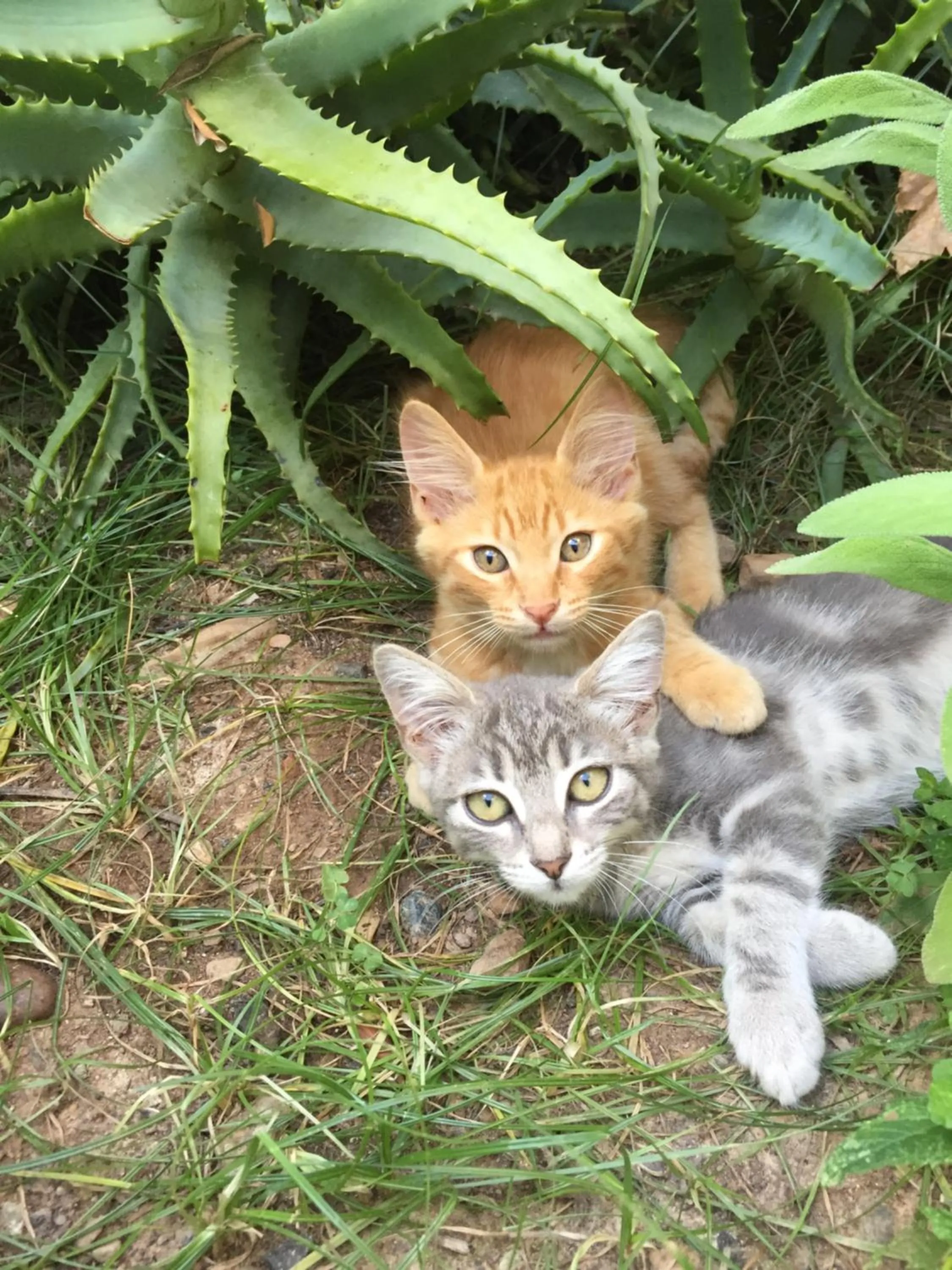 Pets in Domaine Le Clos des Oliviers