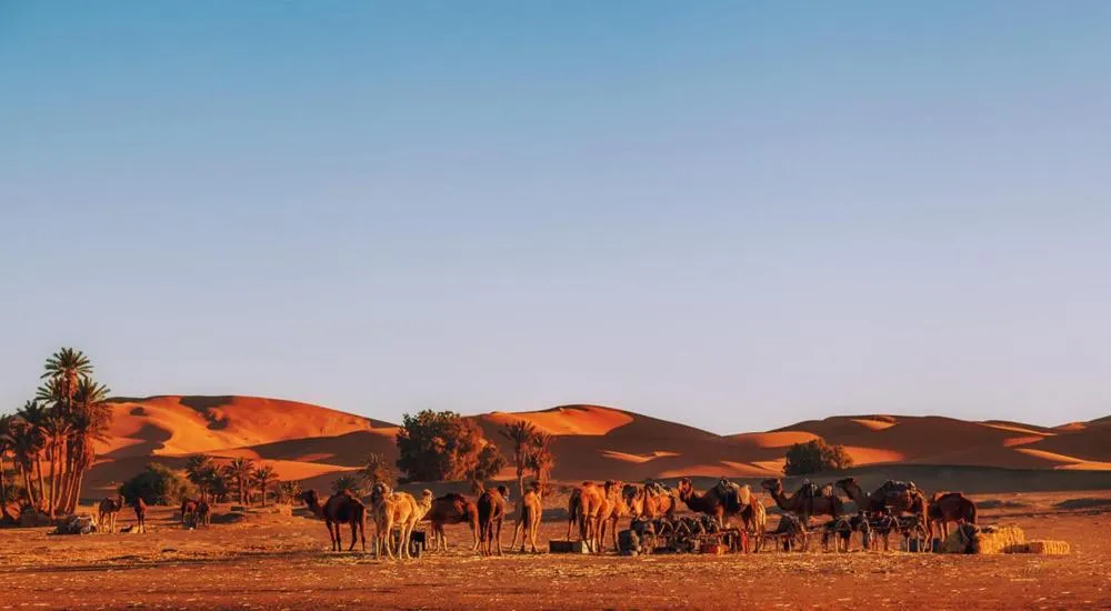 Auberge Camping Ocean des dunes