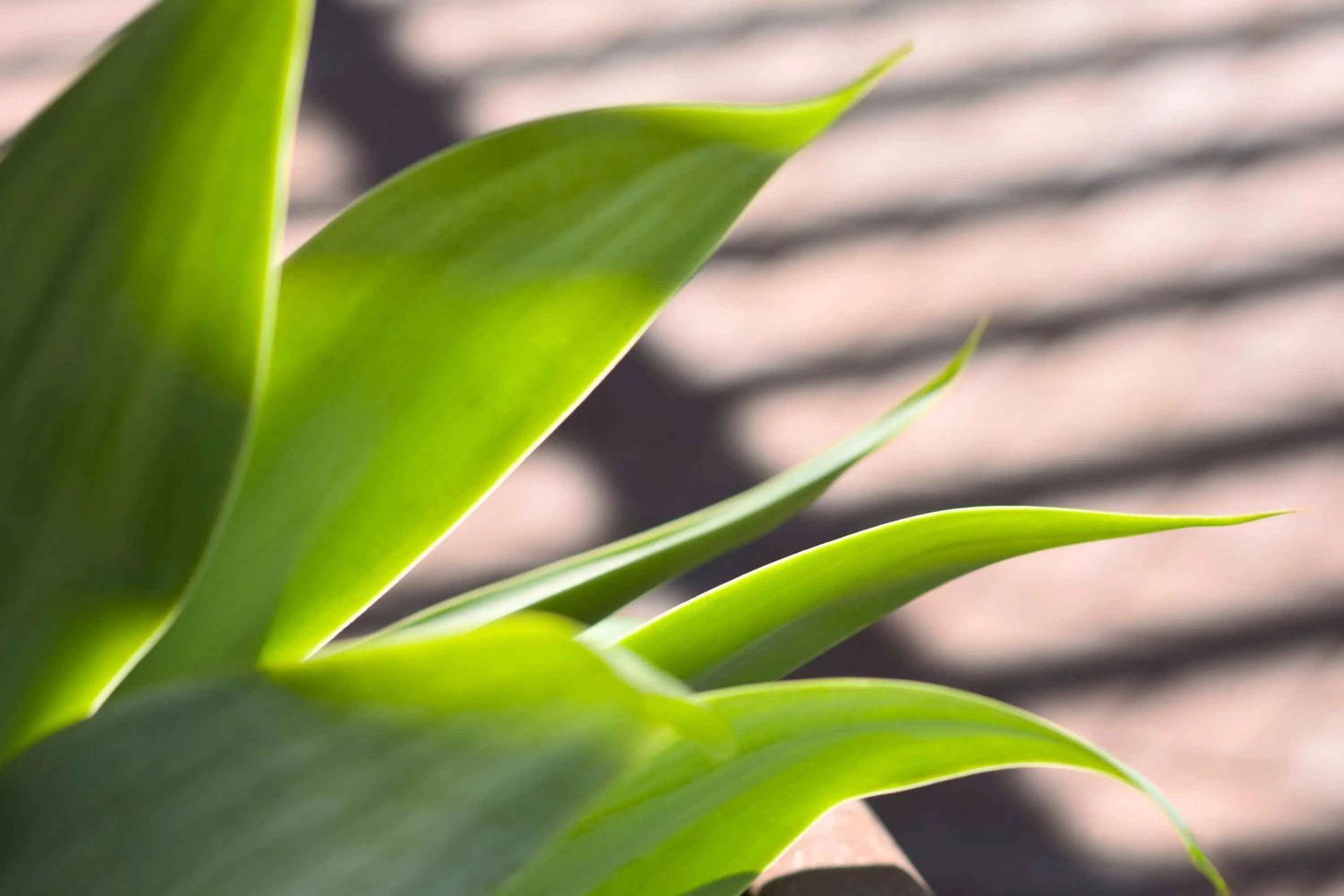 Other in The Westin Kierland Resort & Spa