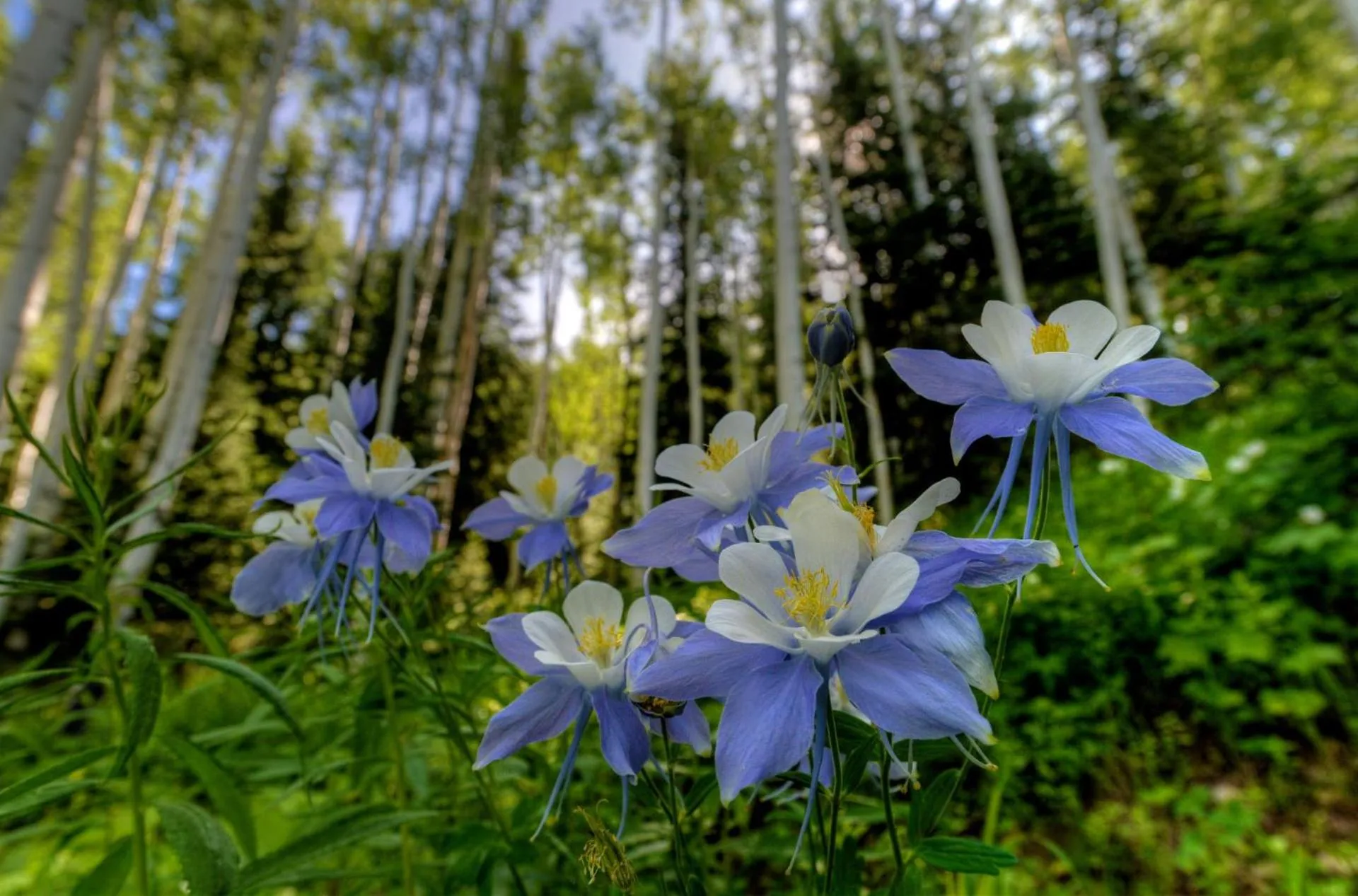 Natural landscape in The Steamboat Grand