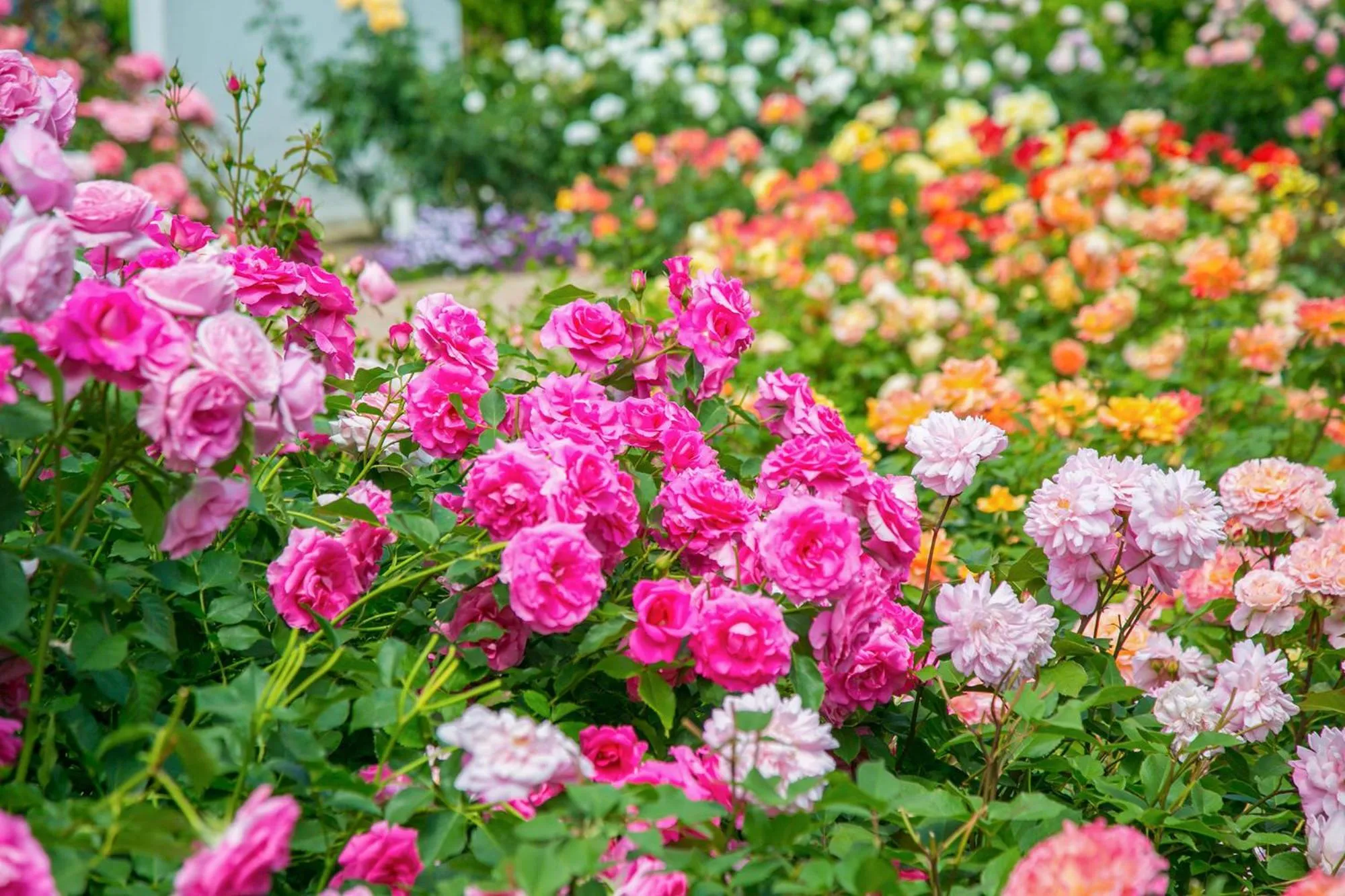 Nearby landmark in Ooedo Onsen Monogatari Hotel Reoma no Mori