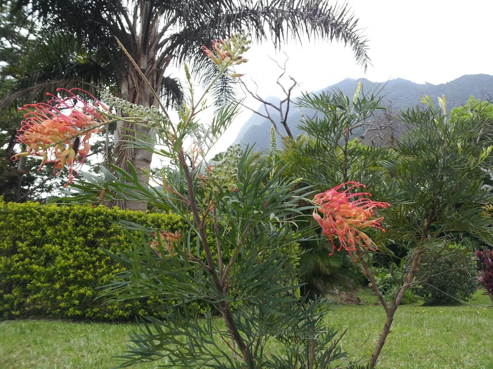 Natural landscape in Hana Mana