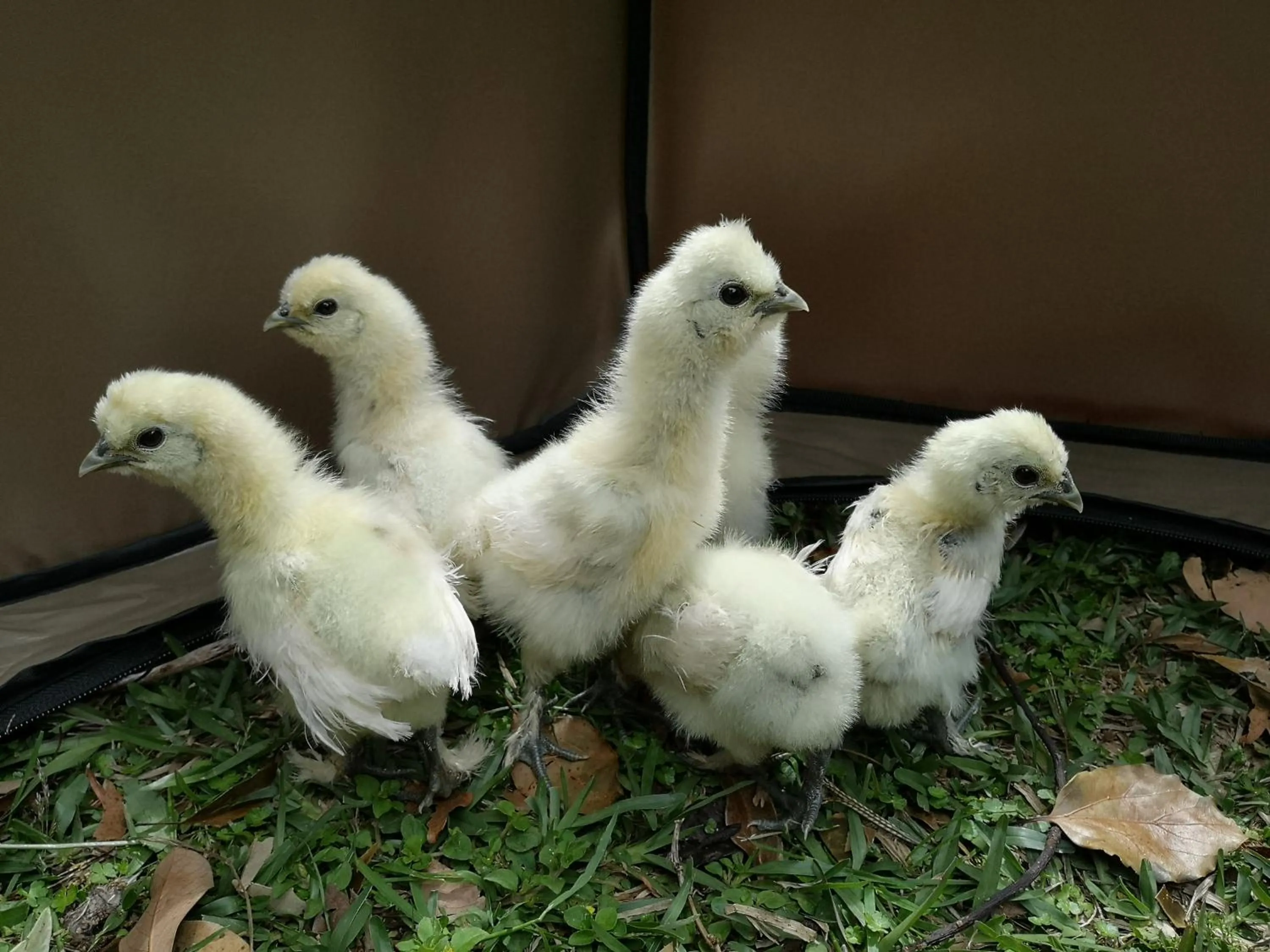 Animals in Hana Mana