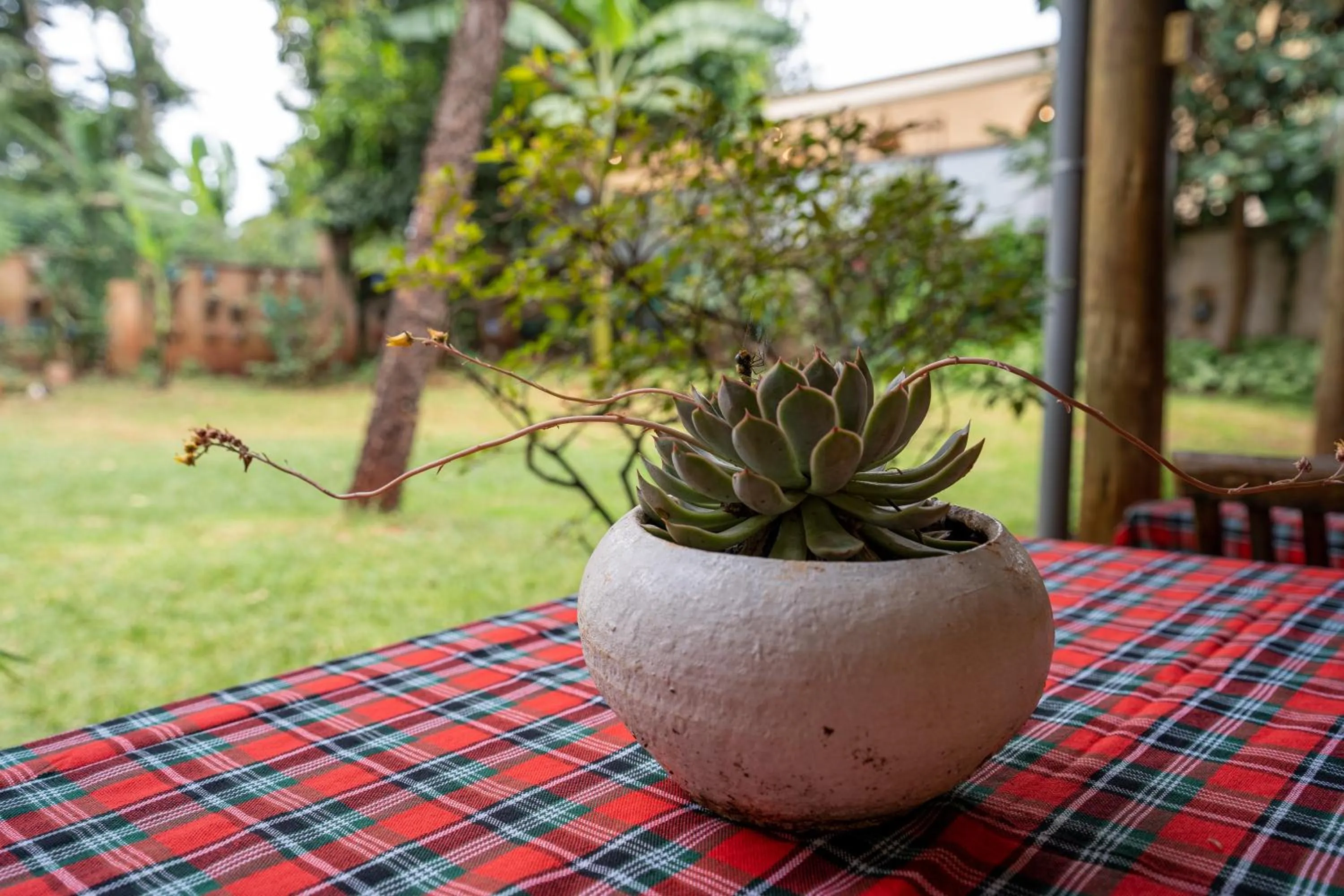 Garden in Bonsai Villa