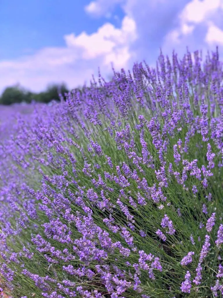 Aliya Konak - Köy Evi ve Lezzetleri