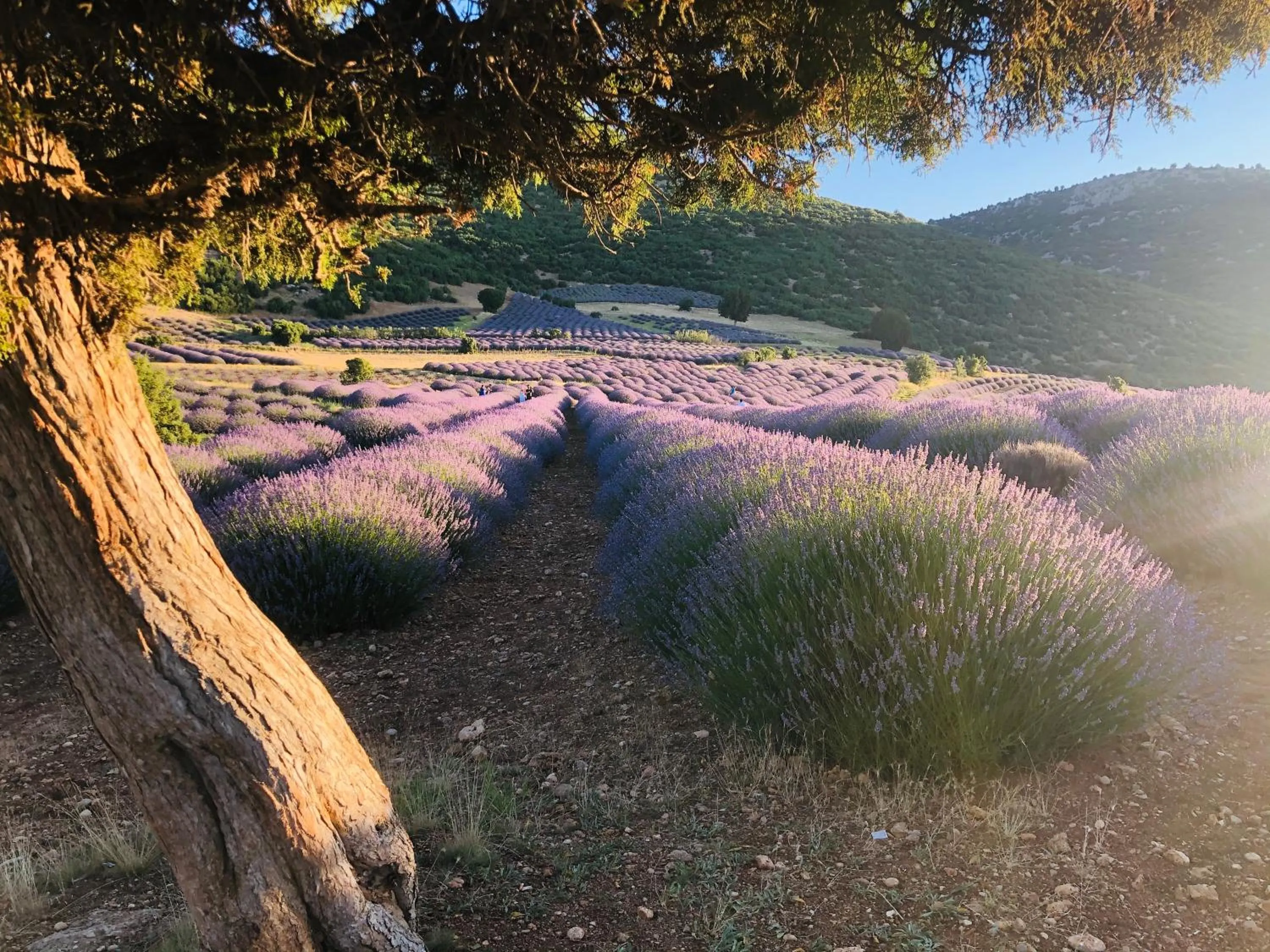 Aliya Konak - Köy Evi ve Lezzetleri