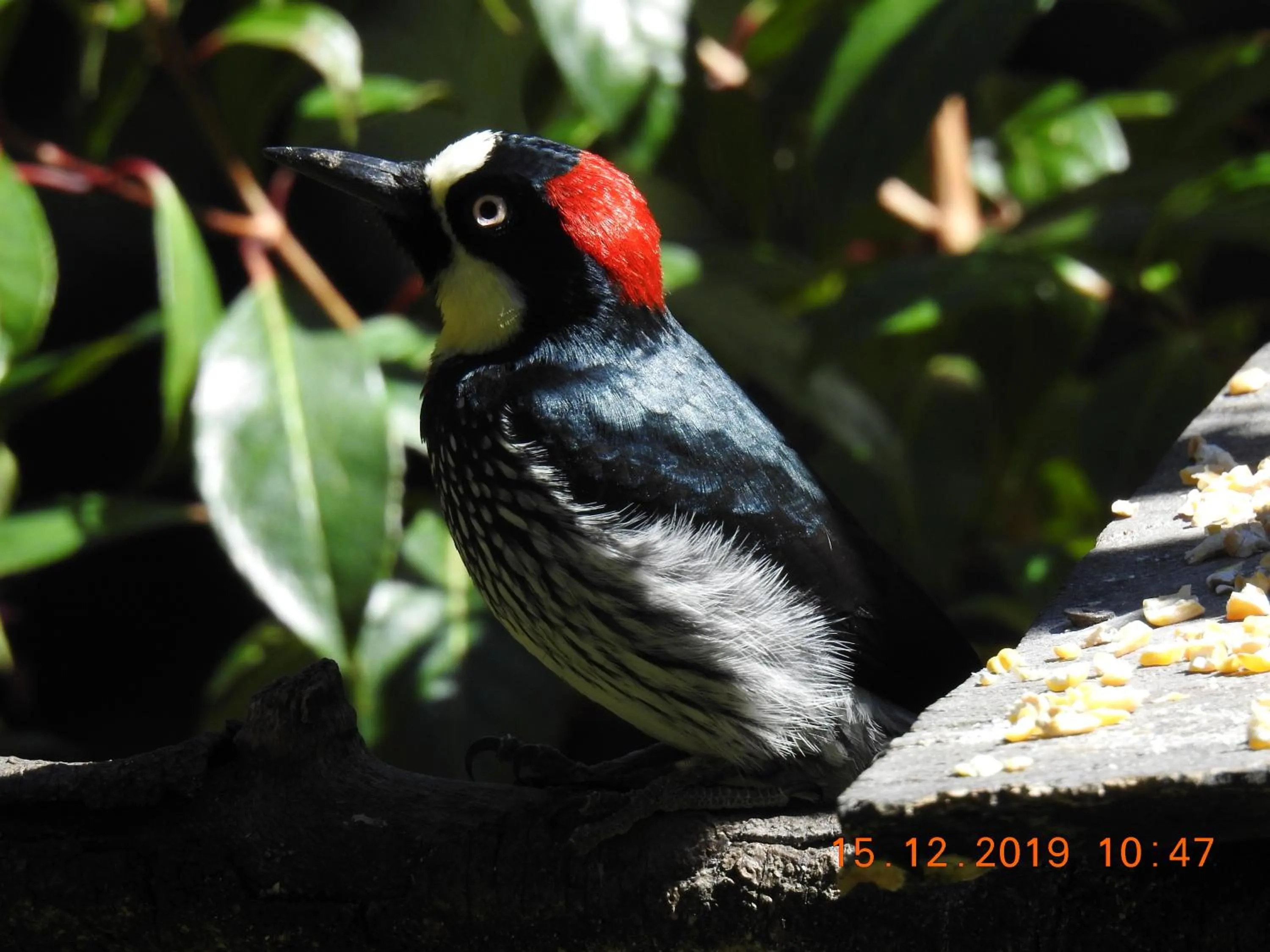 Miriam'S Quetzals lodge