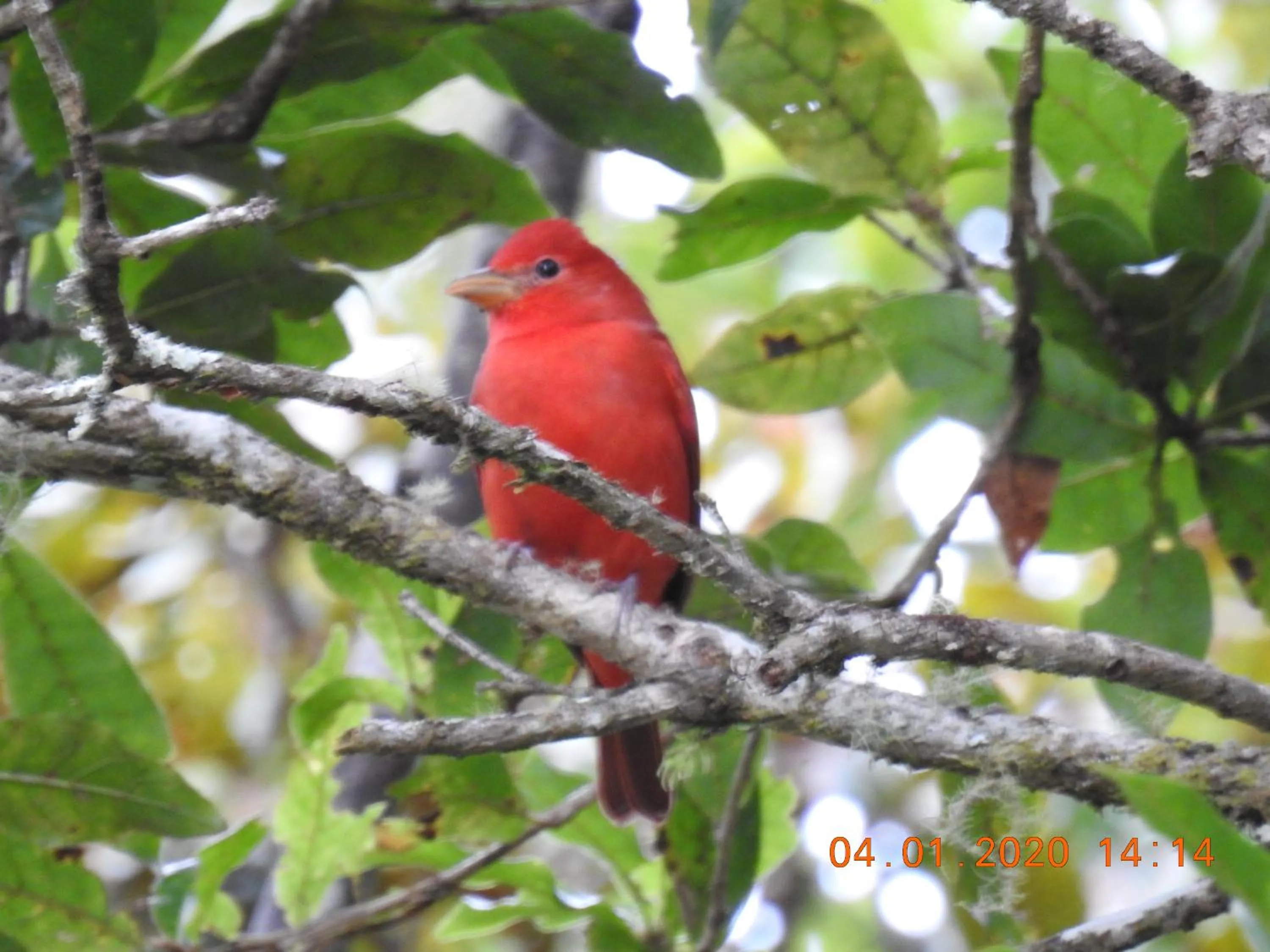 Miriam'S Quetzals lodge