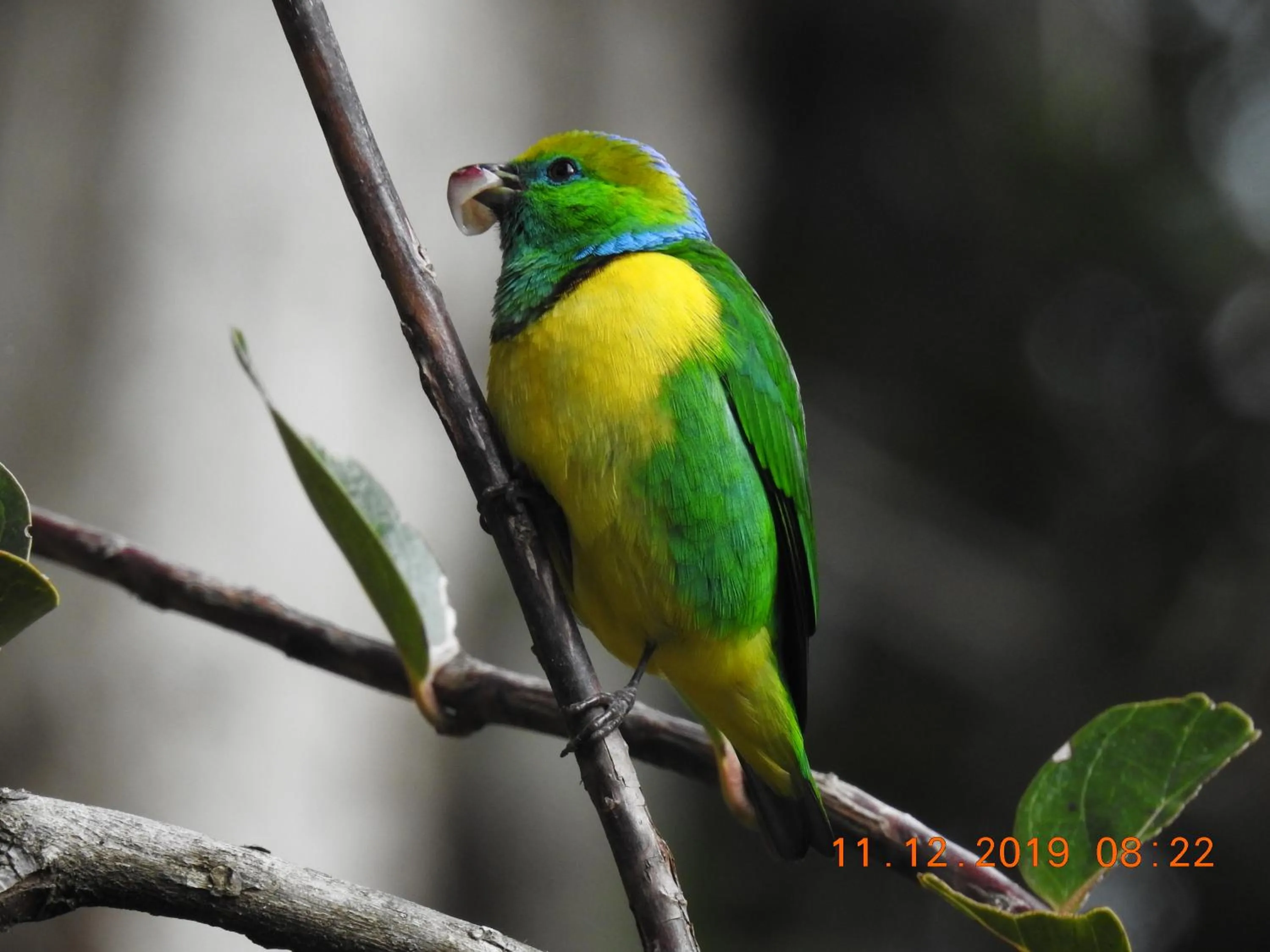 Miriam'S Quetzals lodge
