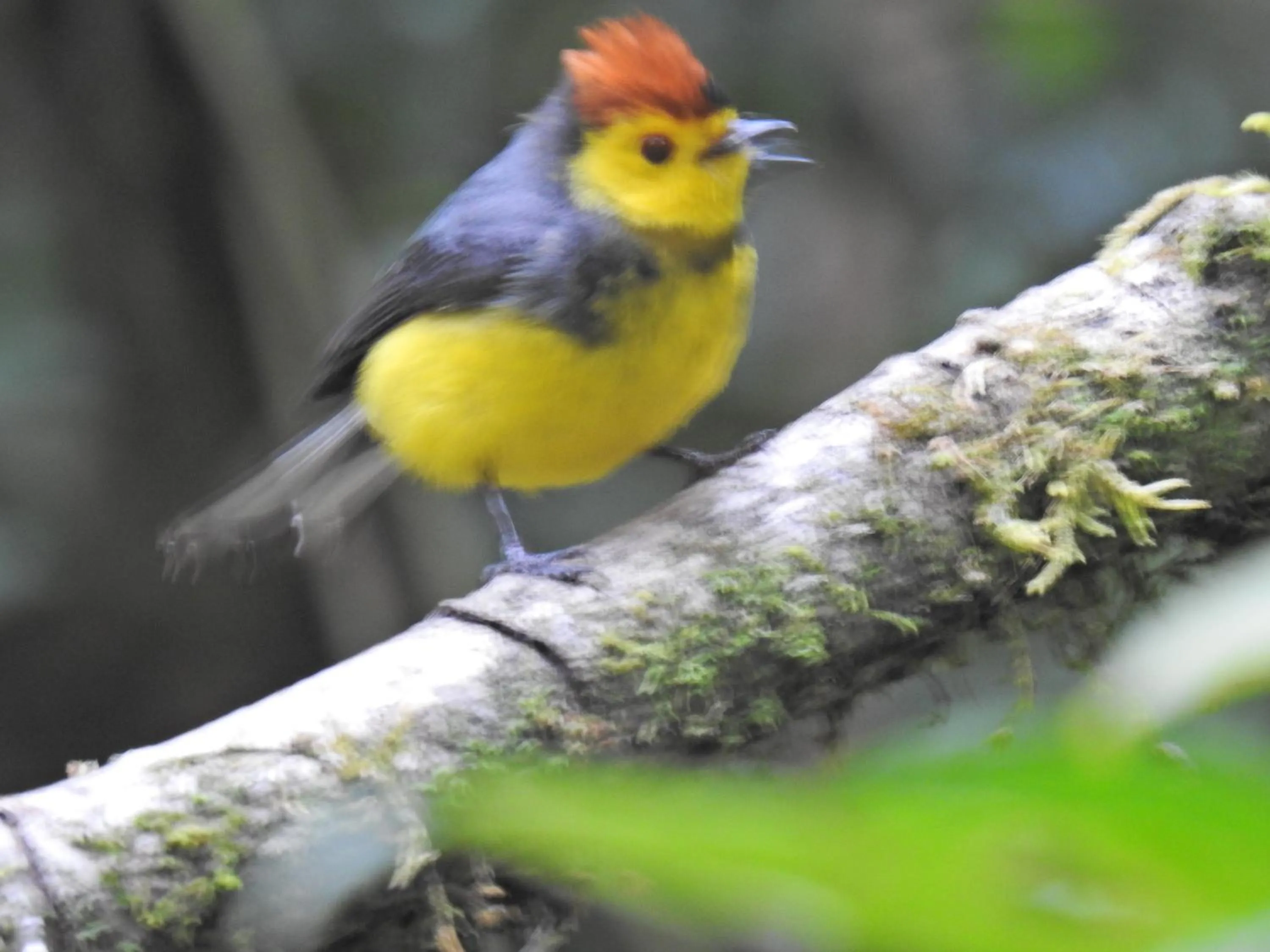 Miriam'S Quetzals lodge