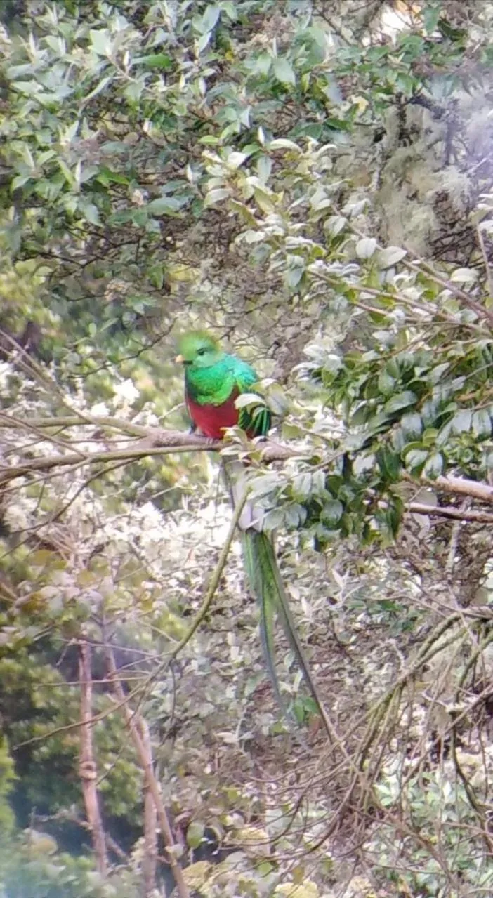 Garden view in Miriam'S Quetzals lodge