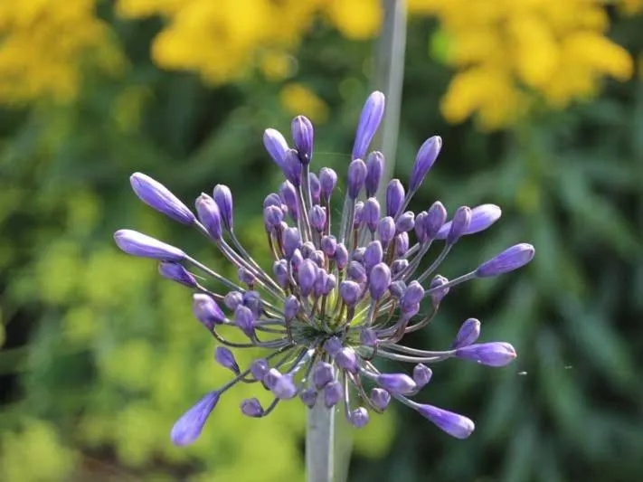 Other in Au Pré Carré