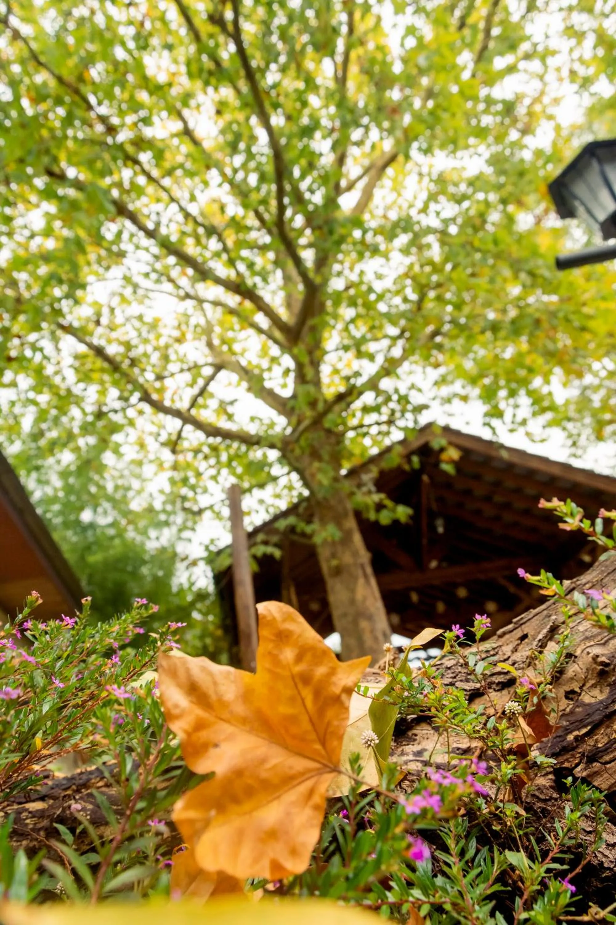 Facade/entrance in Pousada dos Plátanos